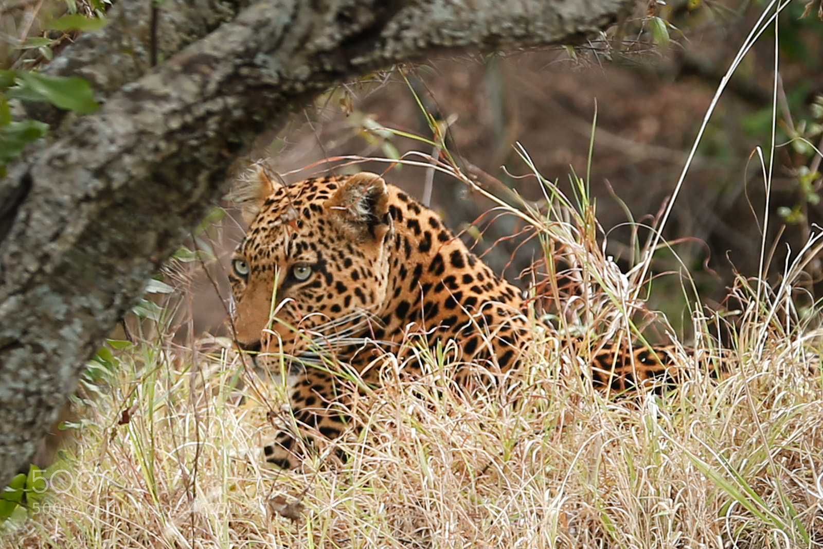 Canon EOS-1D X sample photo. Leopard in the bushes photography
