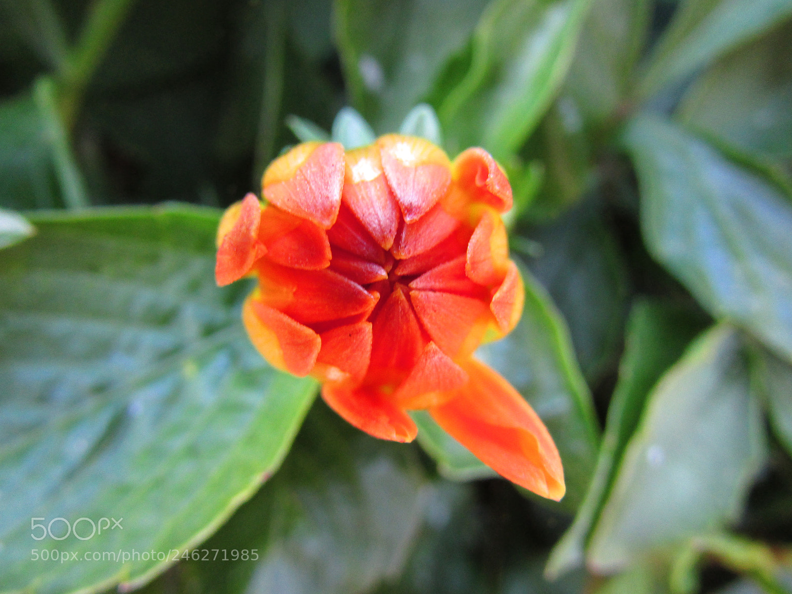 Canon PowerShot SX500 IS sample photo. A little flower photography