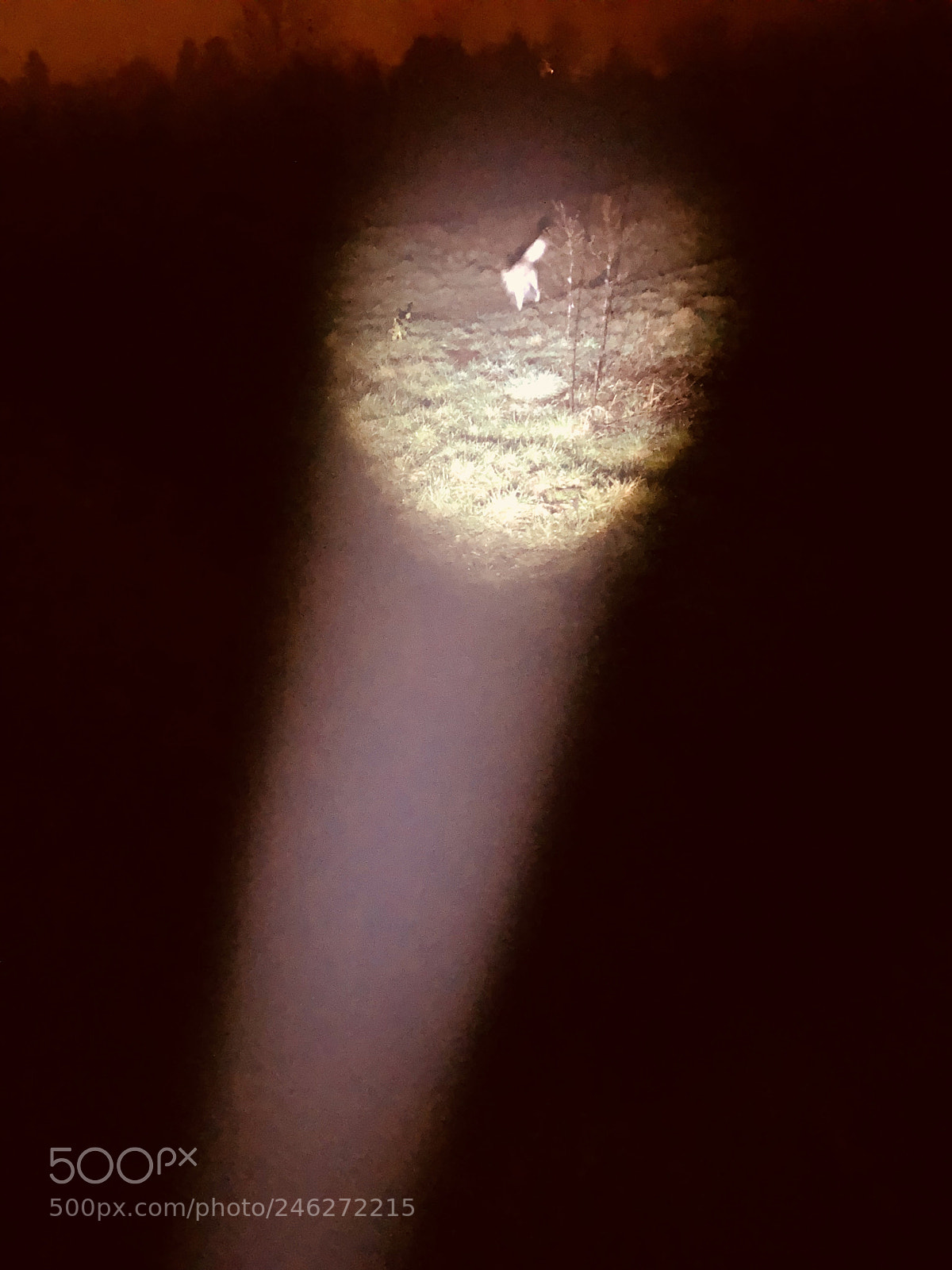 Apple iPhone X sample photo. Hund am morgen .... photography