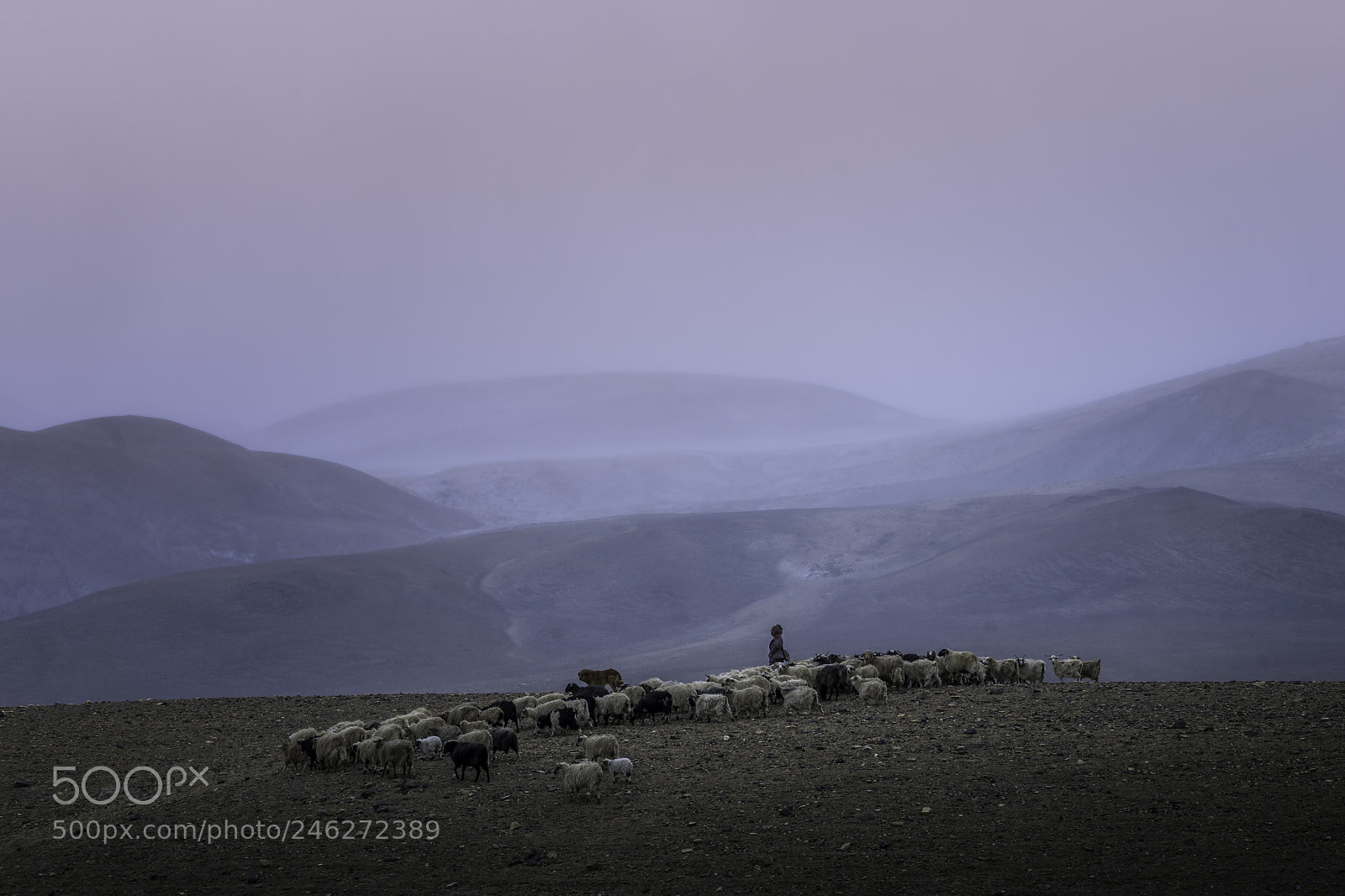 Sony a7 II sample photo. My herd_dsc02040.jpg photography