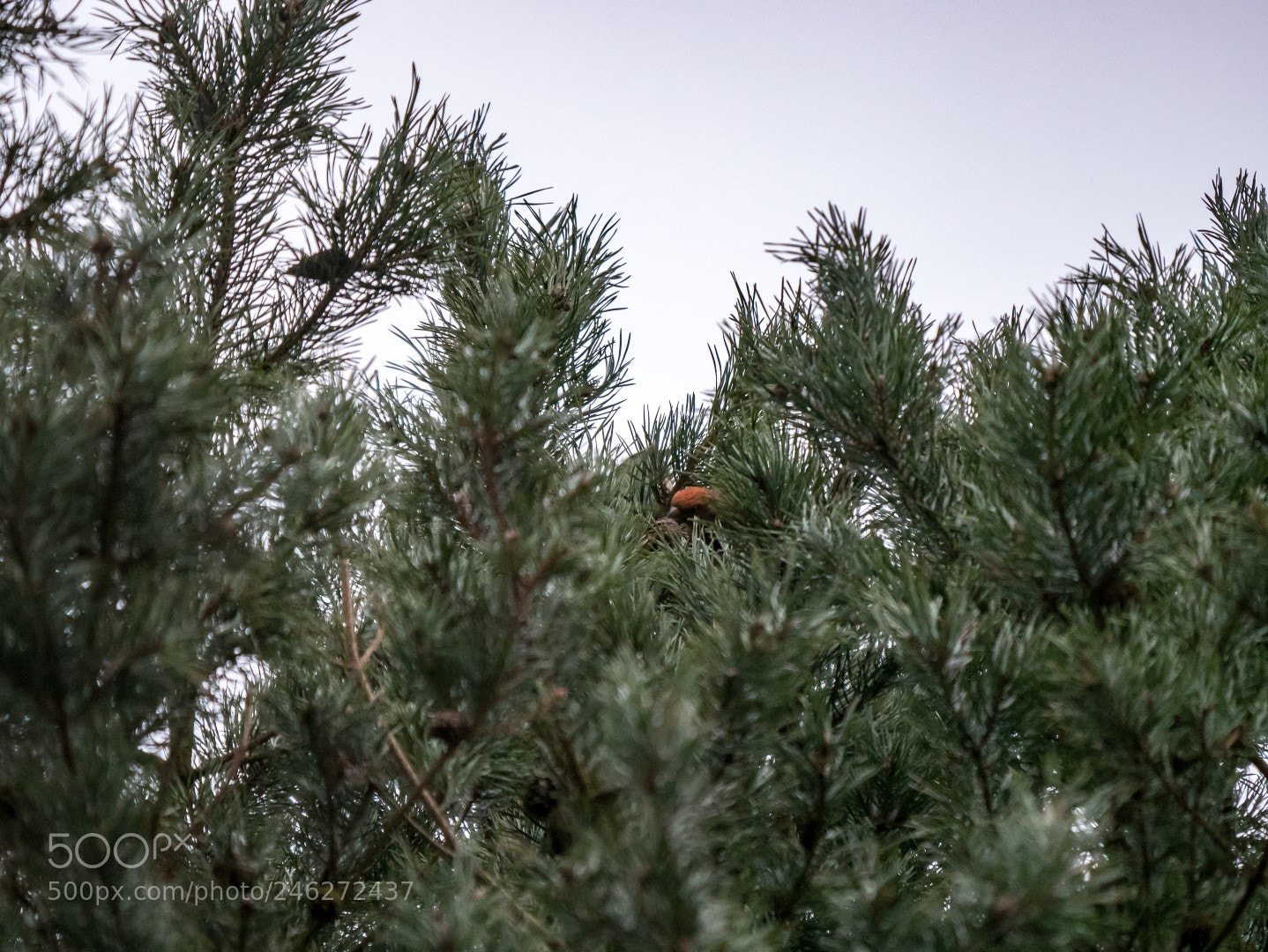 Panasonic Lumix DMC-GX85 (Lumix DMC-GX80 / Lumix DMC-GX7 Mark II) sample photo. Loxia pytyopsittacus photography