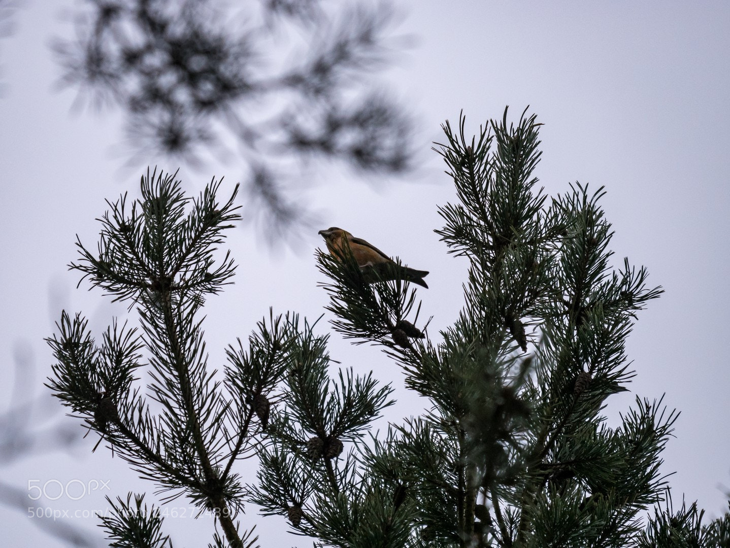 Panasonic Lumix DMC-GX85 (Lumix DMC-GX80 / Lumix DMC-GX7 Mark II) sample photo. Loxia pytyopsittacus photography