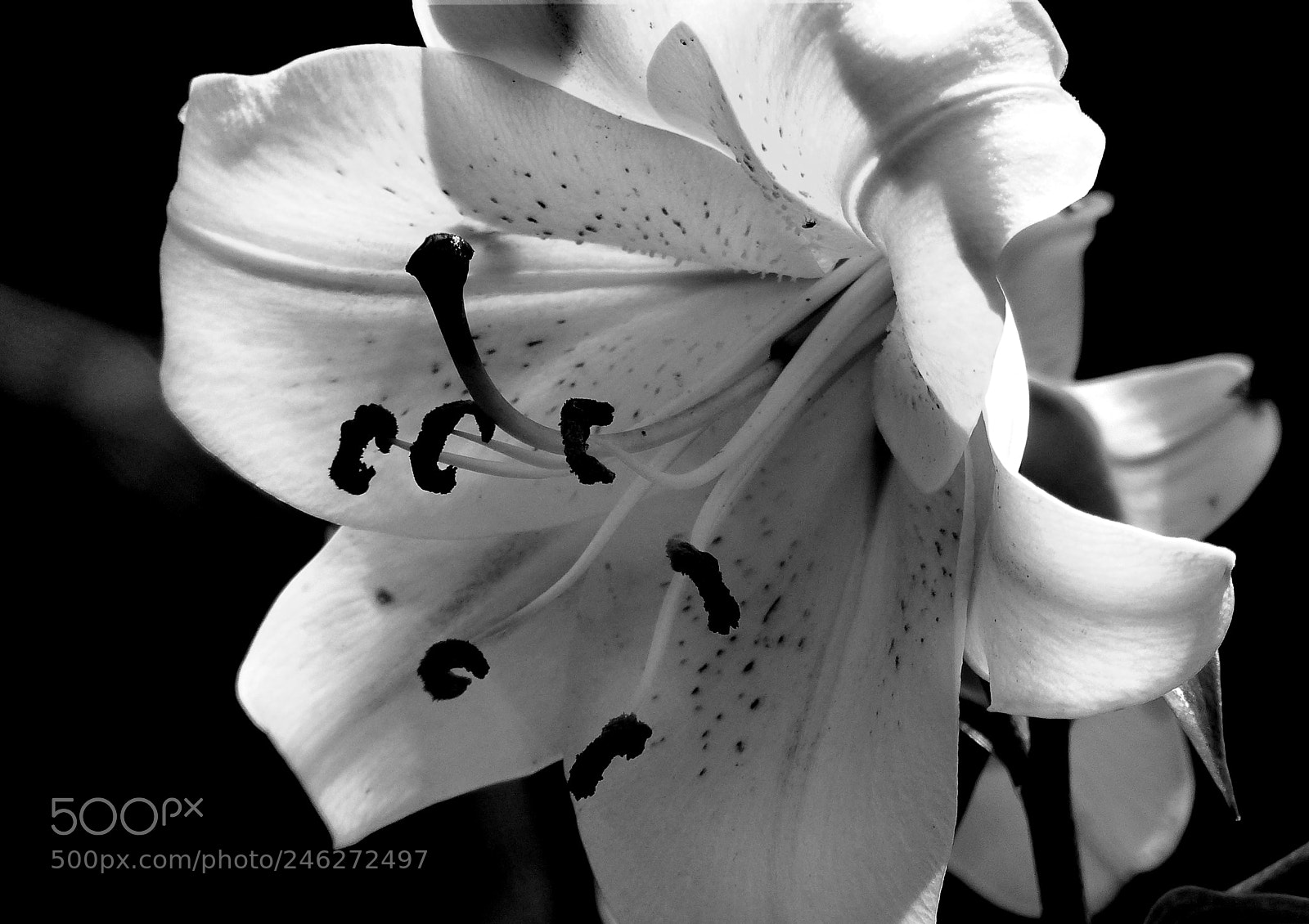 Panasonic Lumix DMC-FZ200 sample photo. Lily b&w photography
