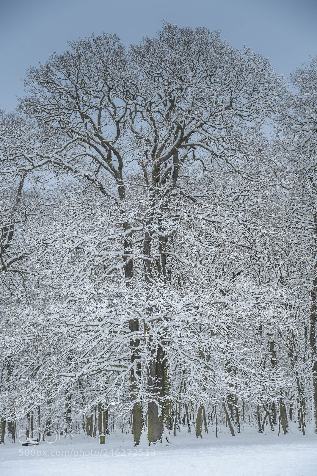 Nikon D5 sample photo. Snow white photography