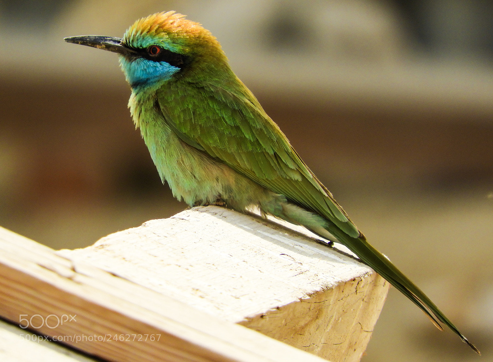 Nikon Coolpix B700 sample photo. Green bee eater photography