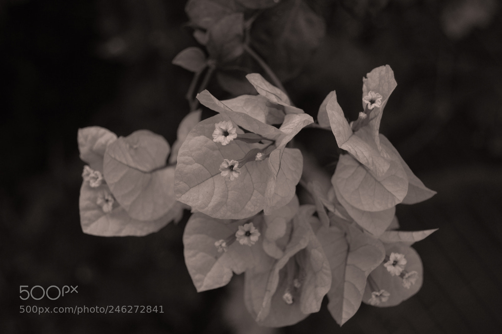 Nikon D3200 sample photo. Flower photography