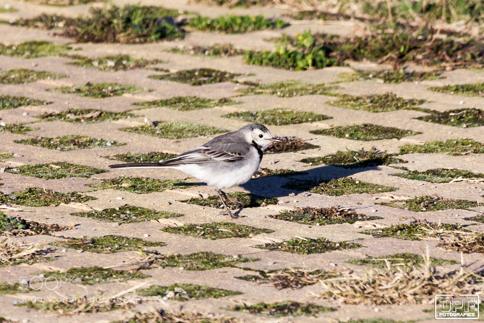 Canon EOS 60D sample photo. White wagtail photography