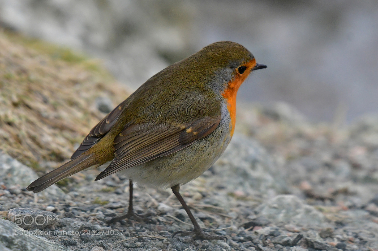 Nikon D500 sample photo. Small bird photography
