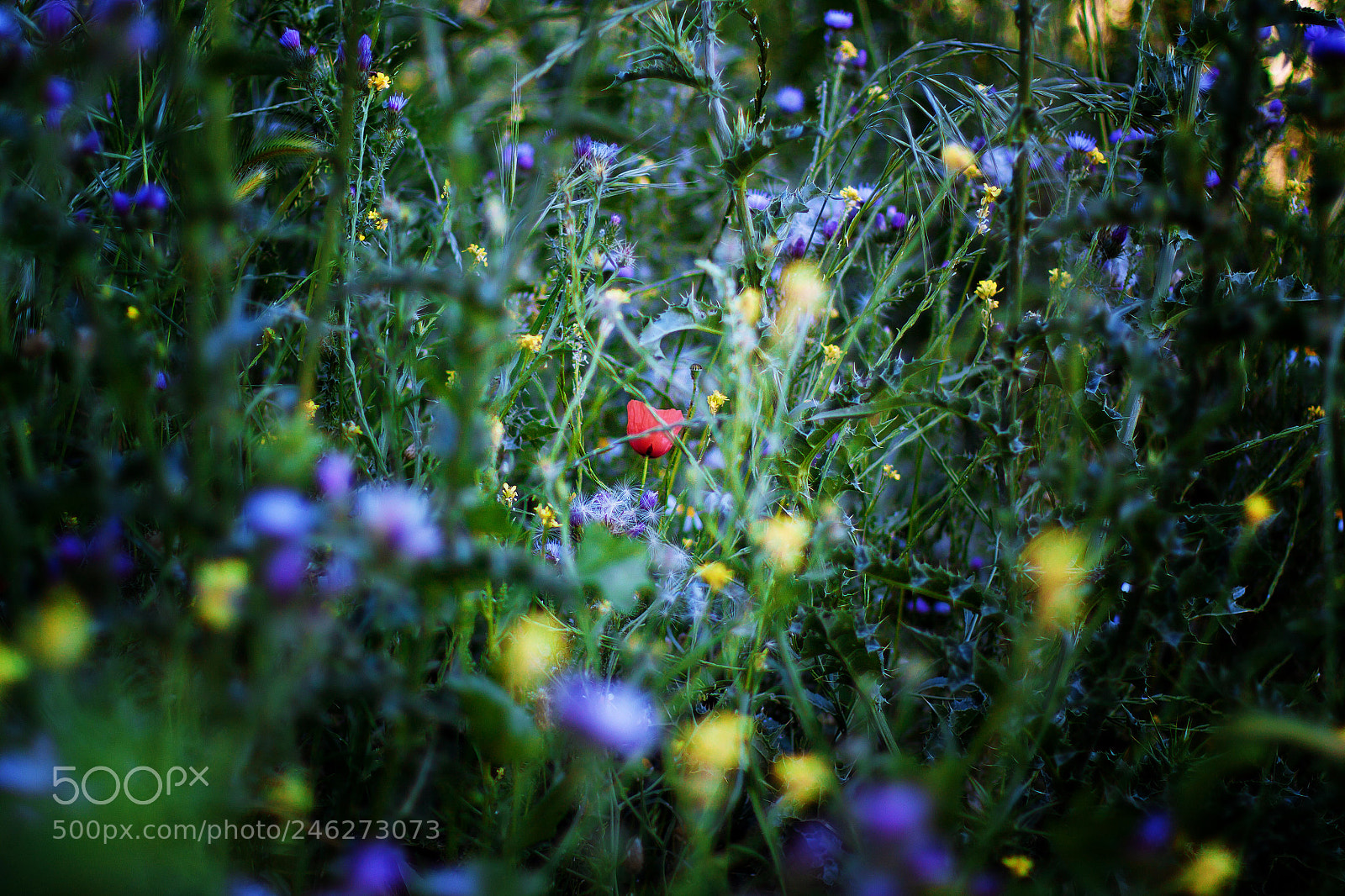 Canon EOS 50D sample photo. Las flores photography