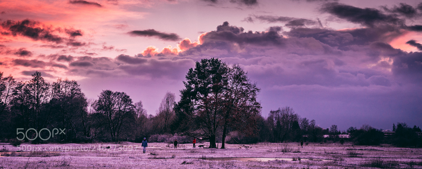 Sony a6500 sample photo. Winter dog walk photography