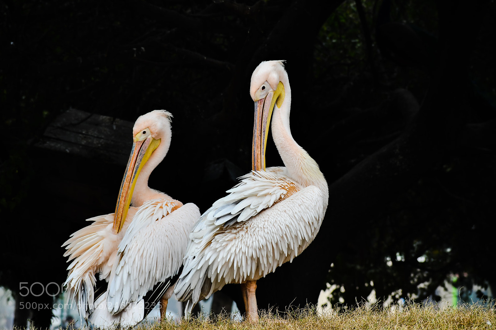 Nikon D7500 sample photo. Beauty of nature photography