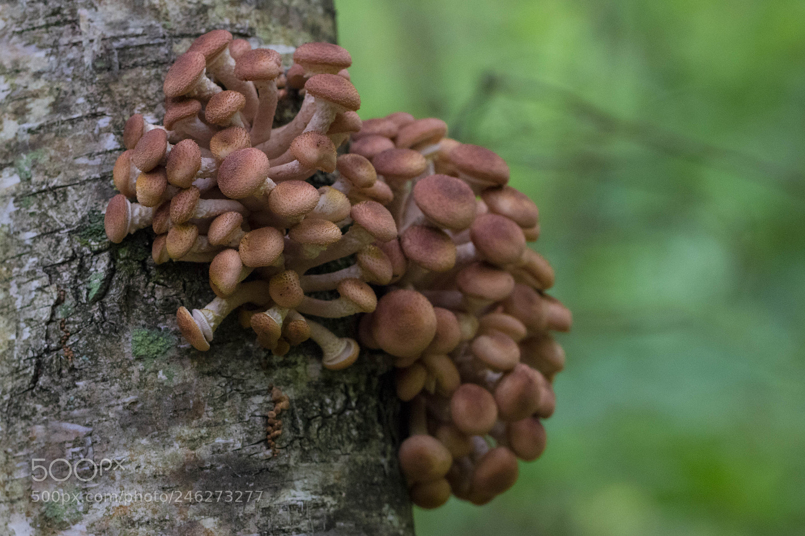 Canon EOS 600D (Rebel EOS T3i / EOS Kiss X5) sample photo. Honey agaric photography