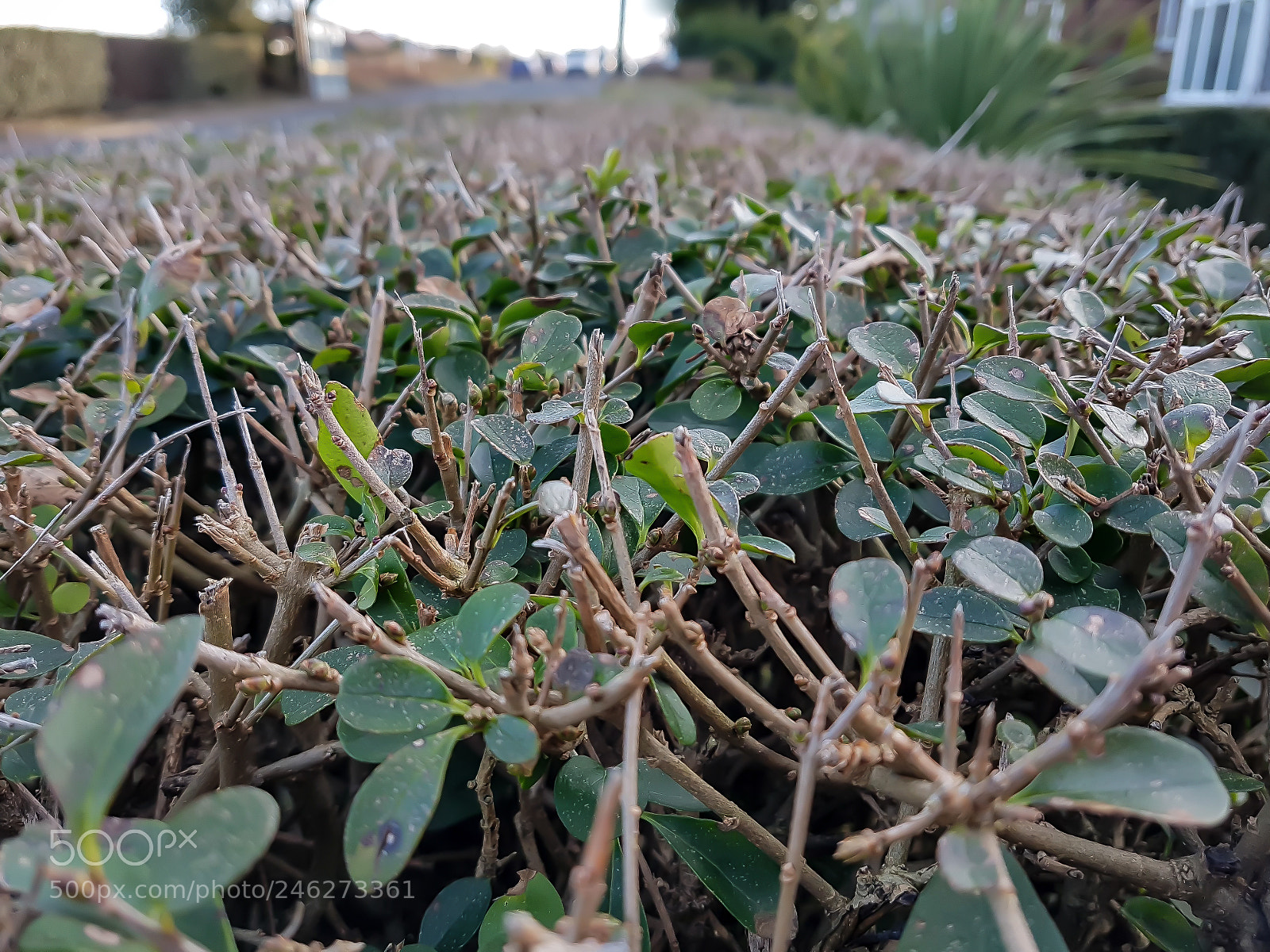 Samsung Galaxy S7 sample photo. Trimmed hedge photography