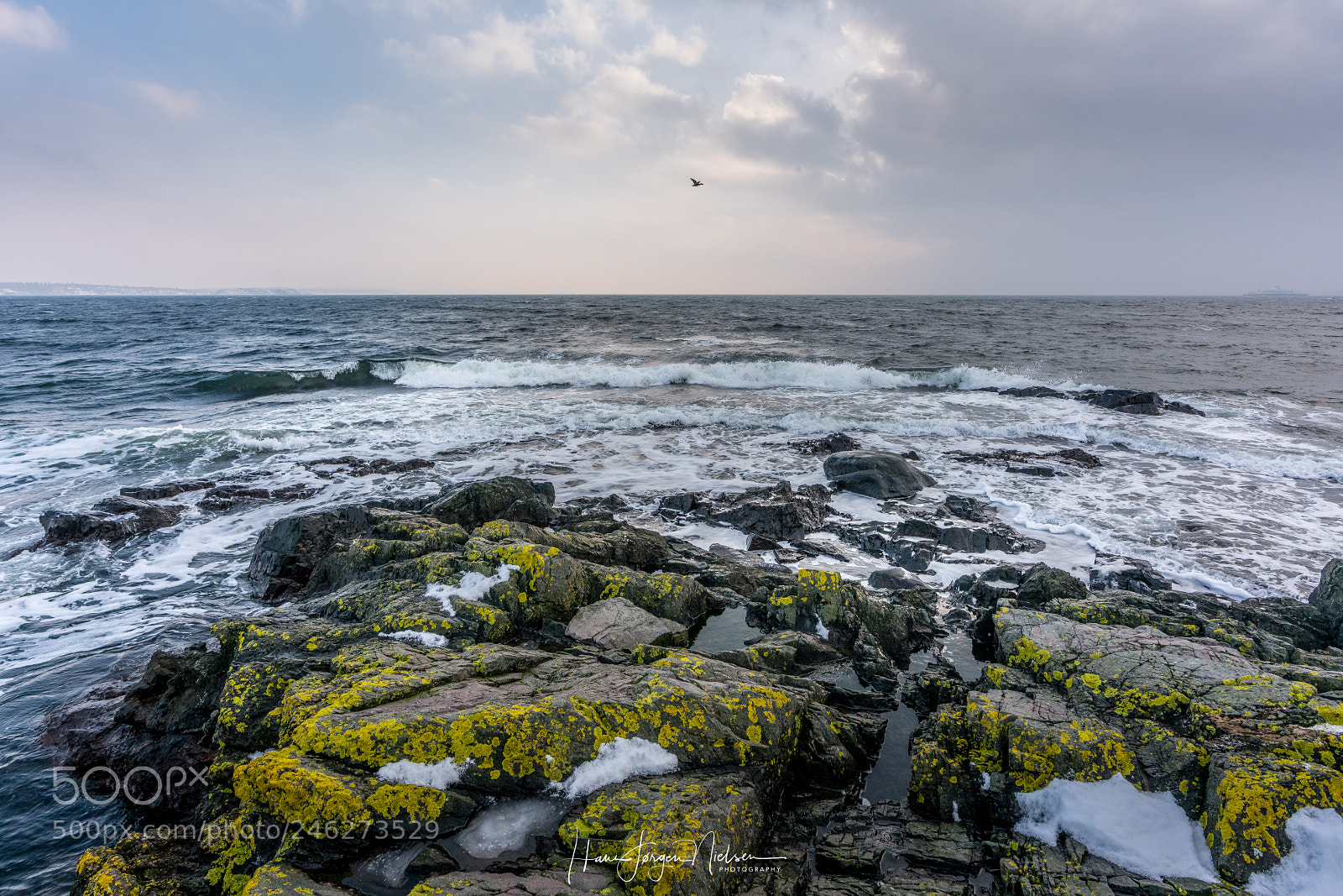 Sony a7R II sample photo. Fly bird photography
