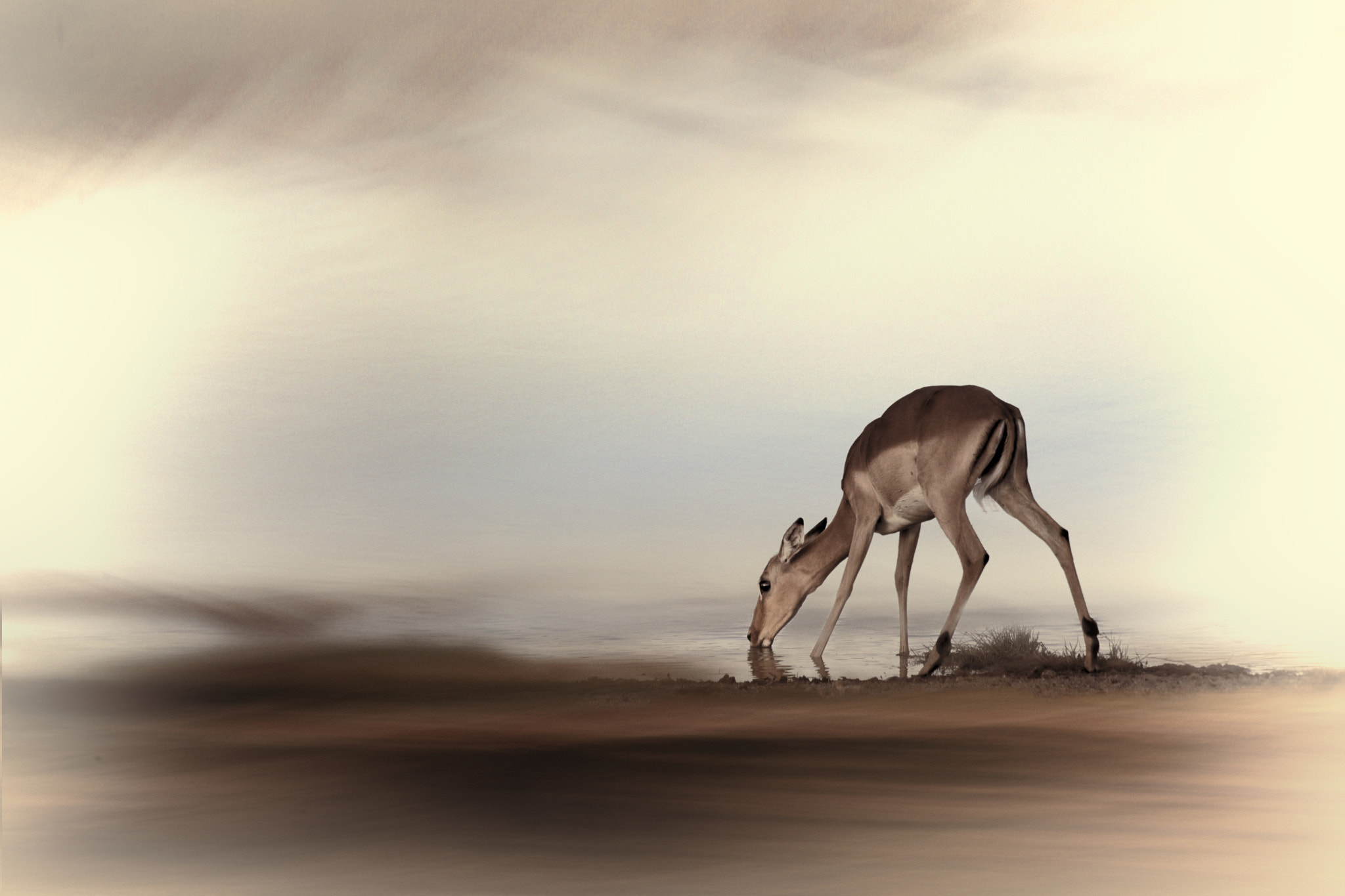 Canon EF-S 55-250mm F4-5.6 IS sample photo. Skittish impala photography