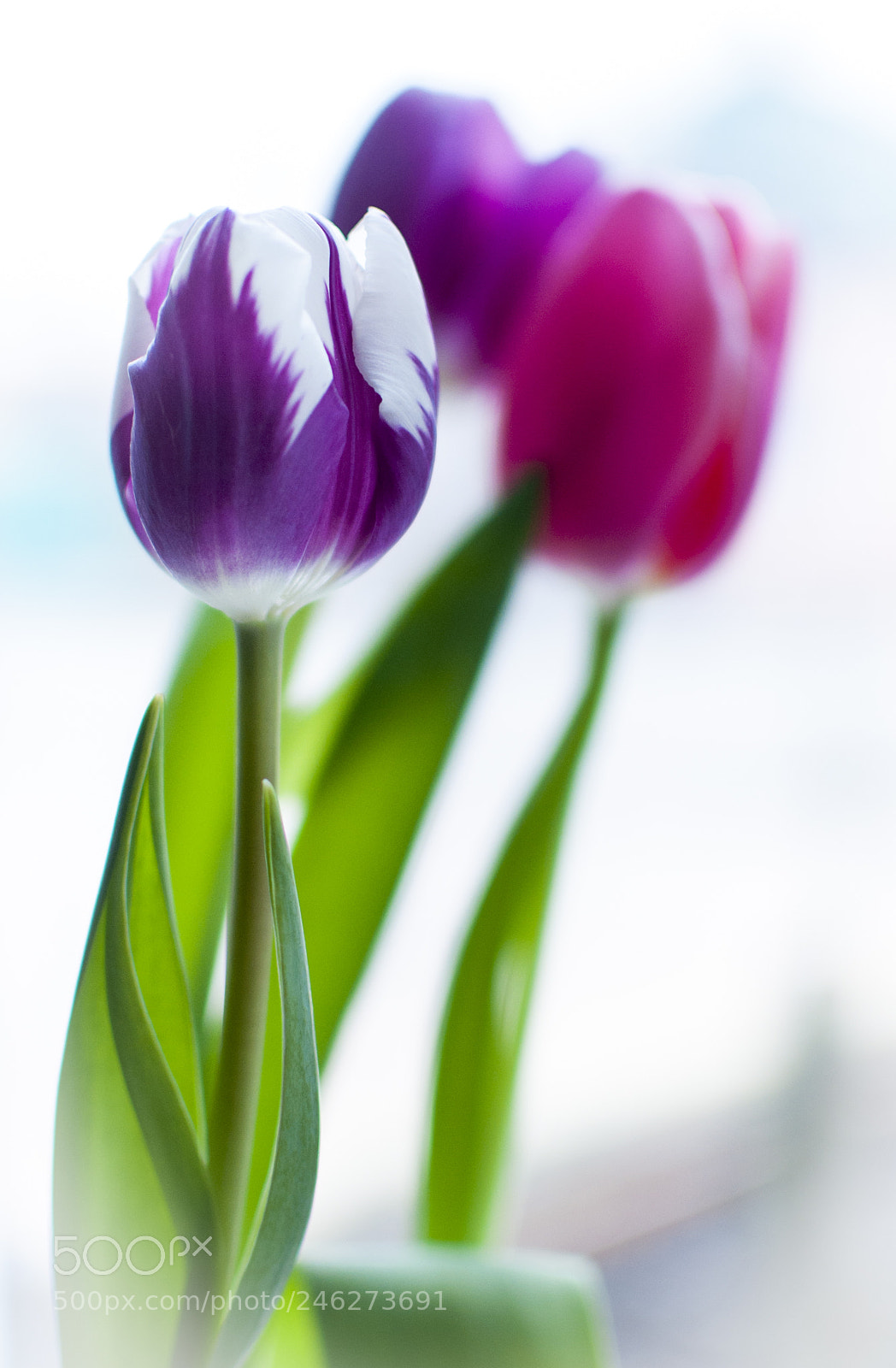Nikon D90 sample photo. First flowers photography