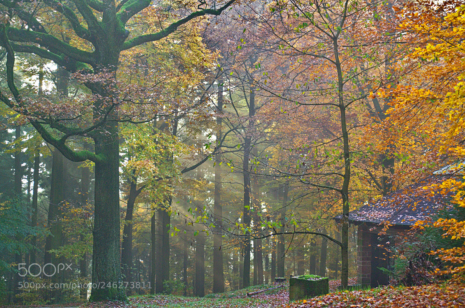 Nikon D3100 sample photo. Stroll in fall forest photography