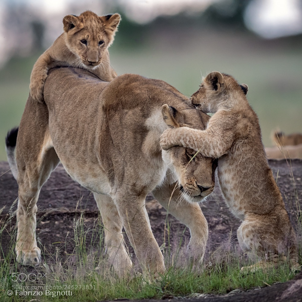 Nikon D5 sample photo. An attack to mammy:):):) photography
