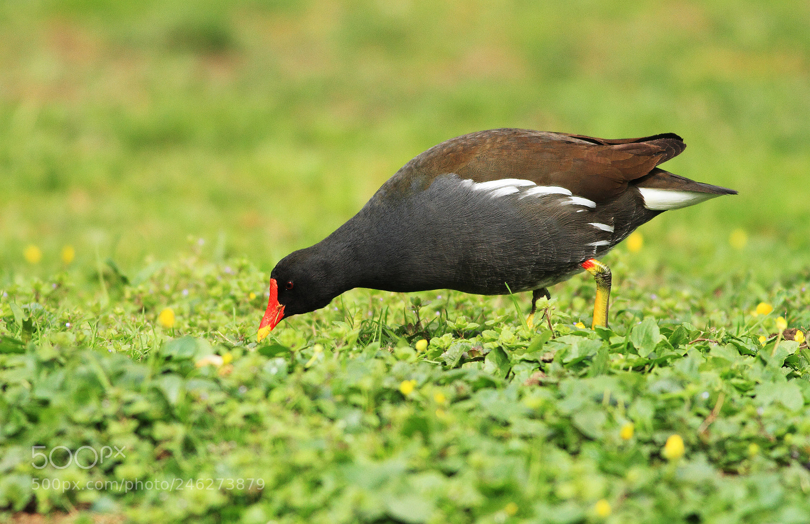 Canon EOS 7D sample photo. Moorhen is eating on photography