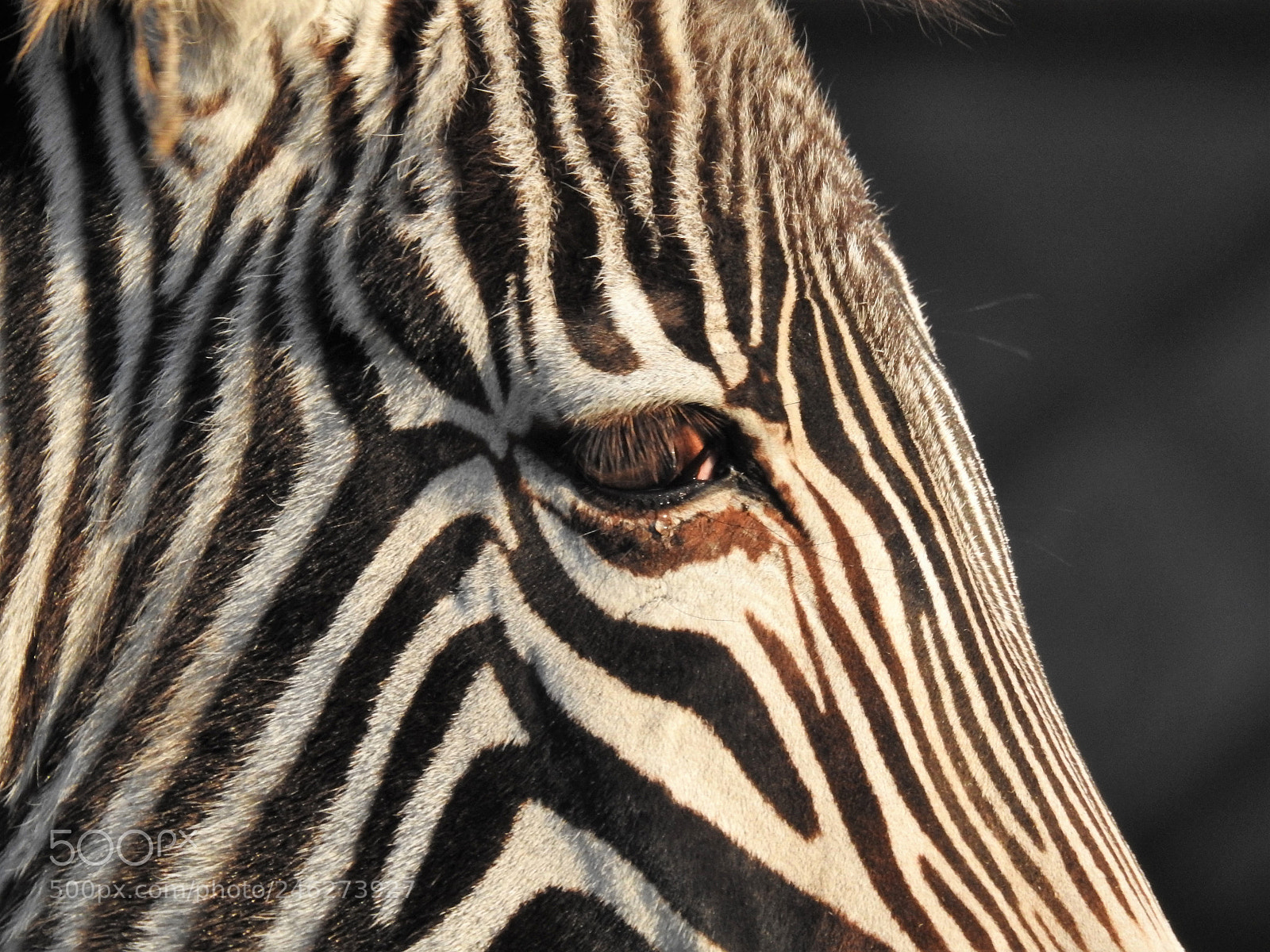 Nikon Coolpix P900 sample photo. Striped photography