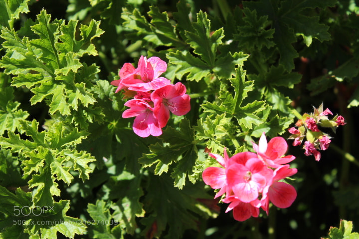 Canon EOS 1100D (EOS Rebel T3 / EOS Kiss X50) sample photo. Img photography