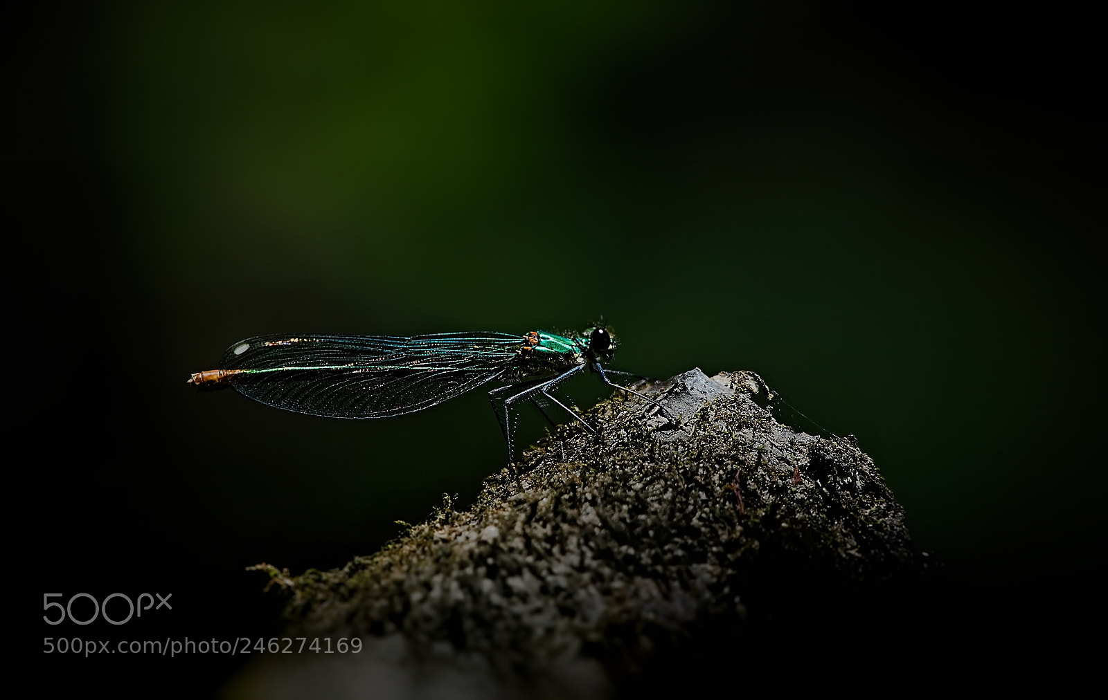 Panasonic Lumix DMC-FZ1000 sample photo. Blue damselfly... photography
