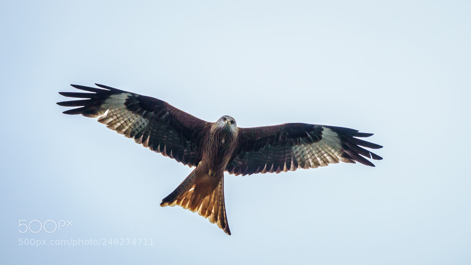 Sony ILCA-77M2 sample photo. Red kite photography