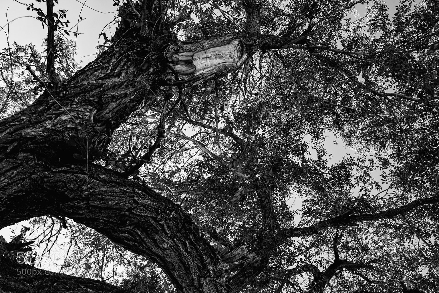 Nikon D7100 sample photo. Broken willow photography