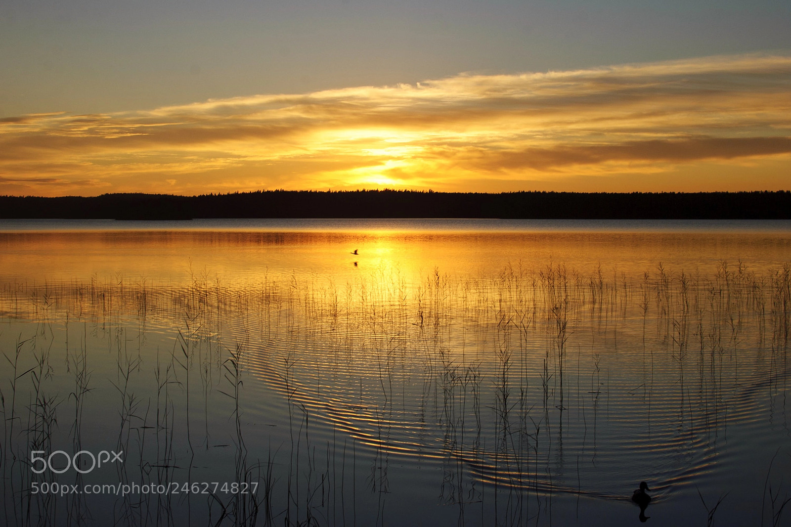 Nikon D60 sample photo. Evening photography