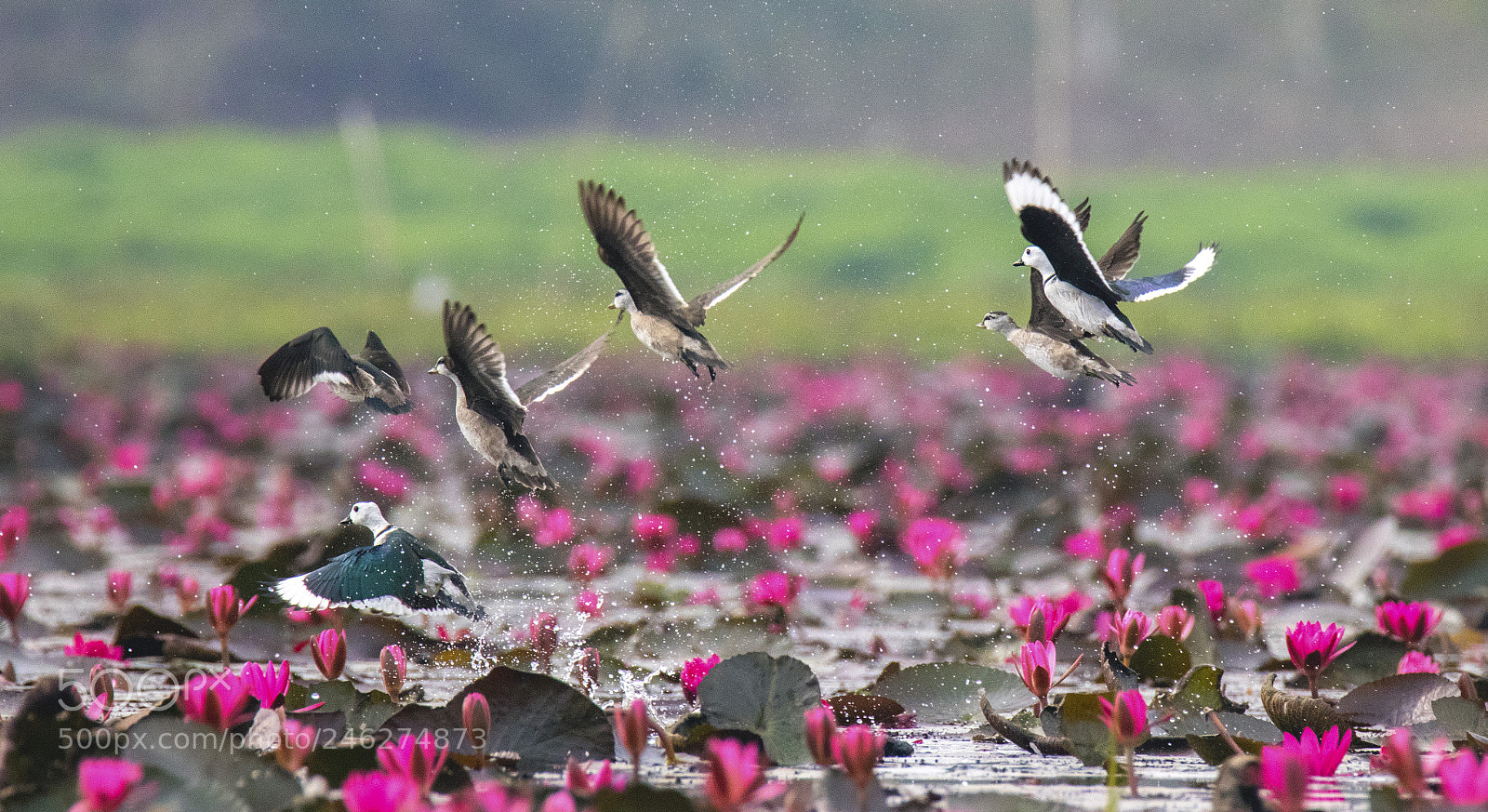 Canon EOS 77D (EOS 9000D / EOS 770D) sample photo. Cotton pigmy geese male photography