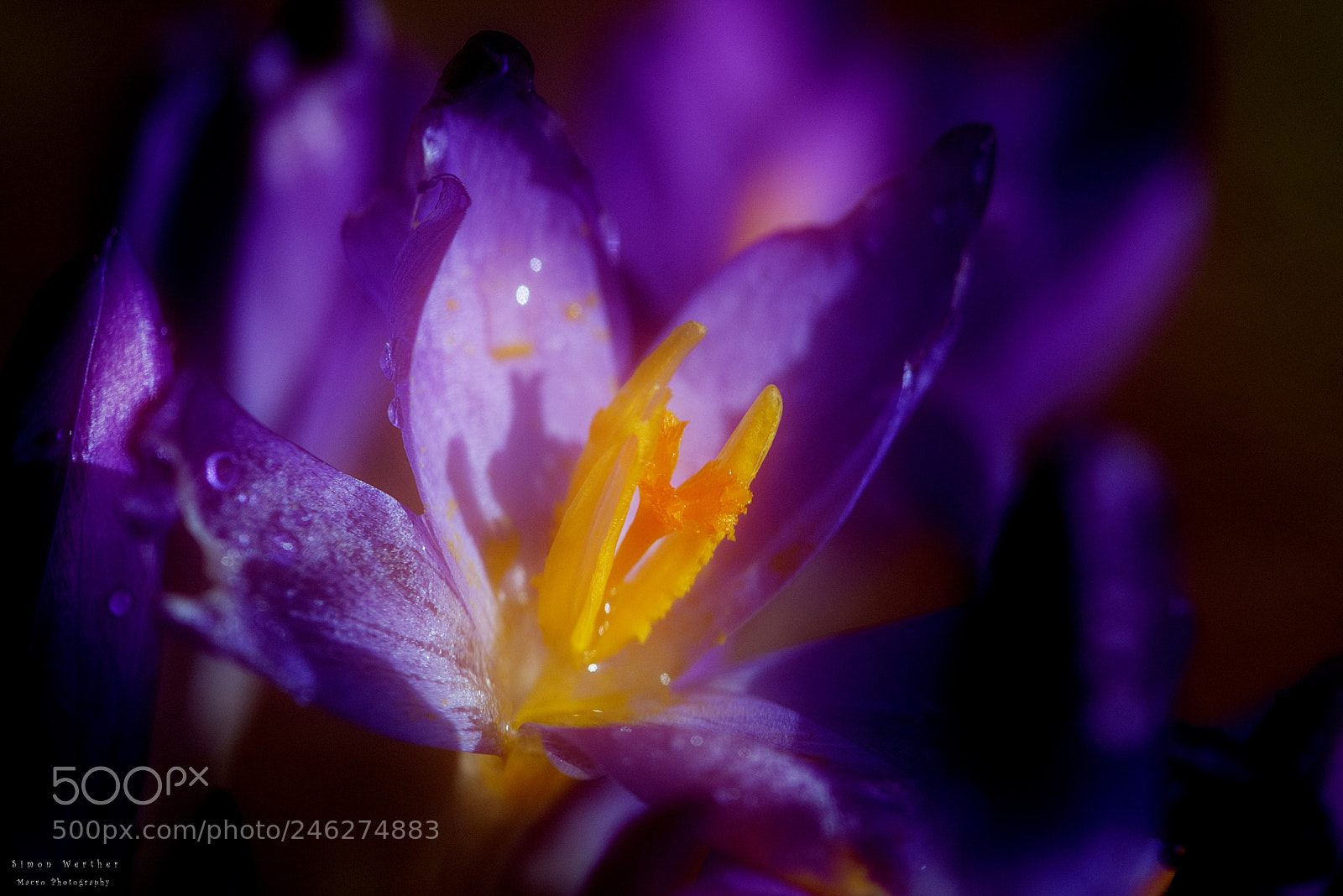 Nikon D5600 sample photo. Spring photography