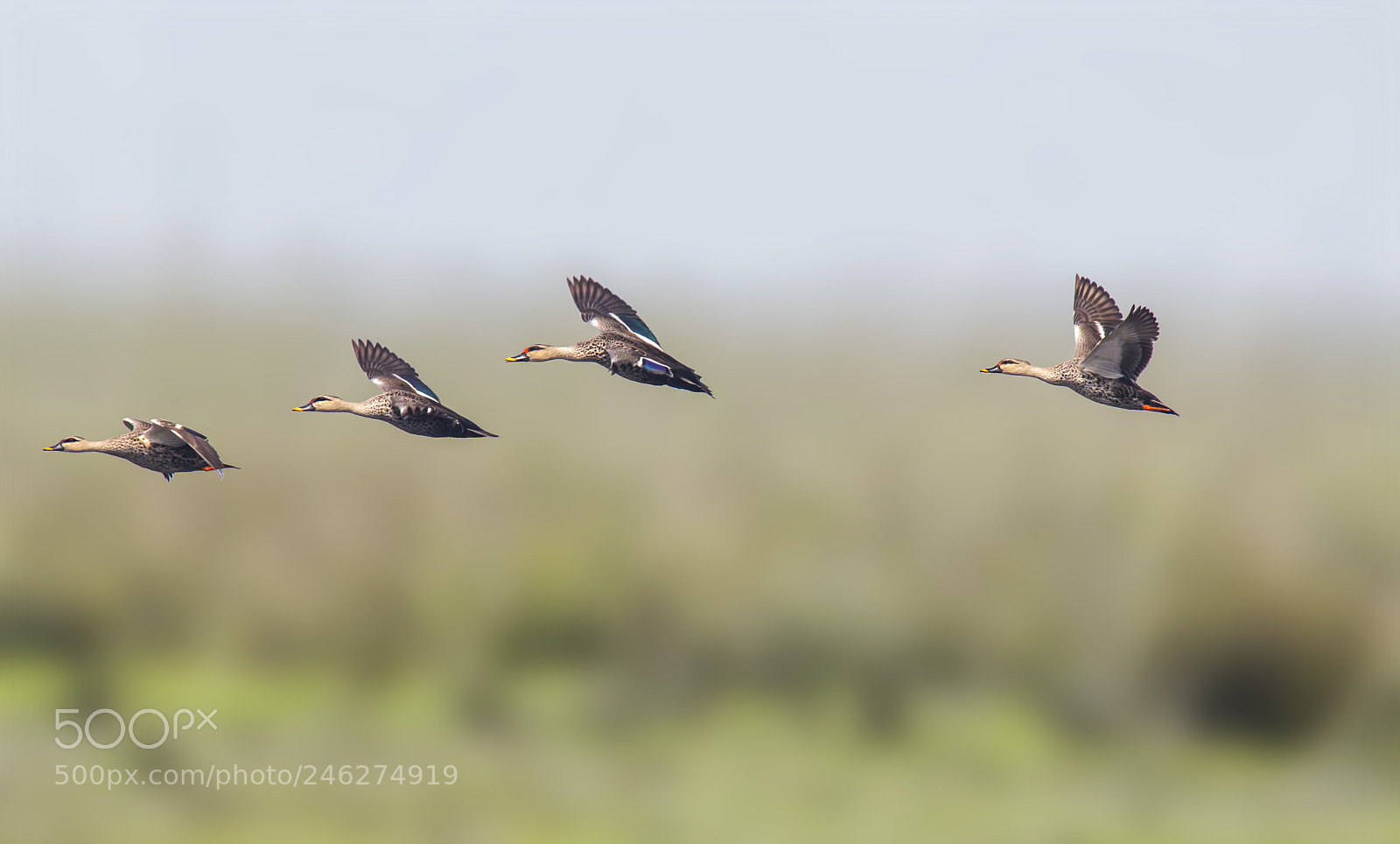 Canon EOS 77D (EOS 9000D / EOS 770D) sample photo. Indian spot billed duck photography