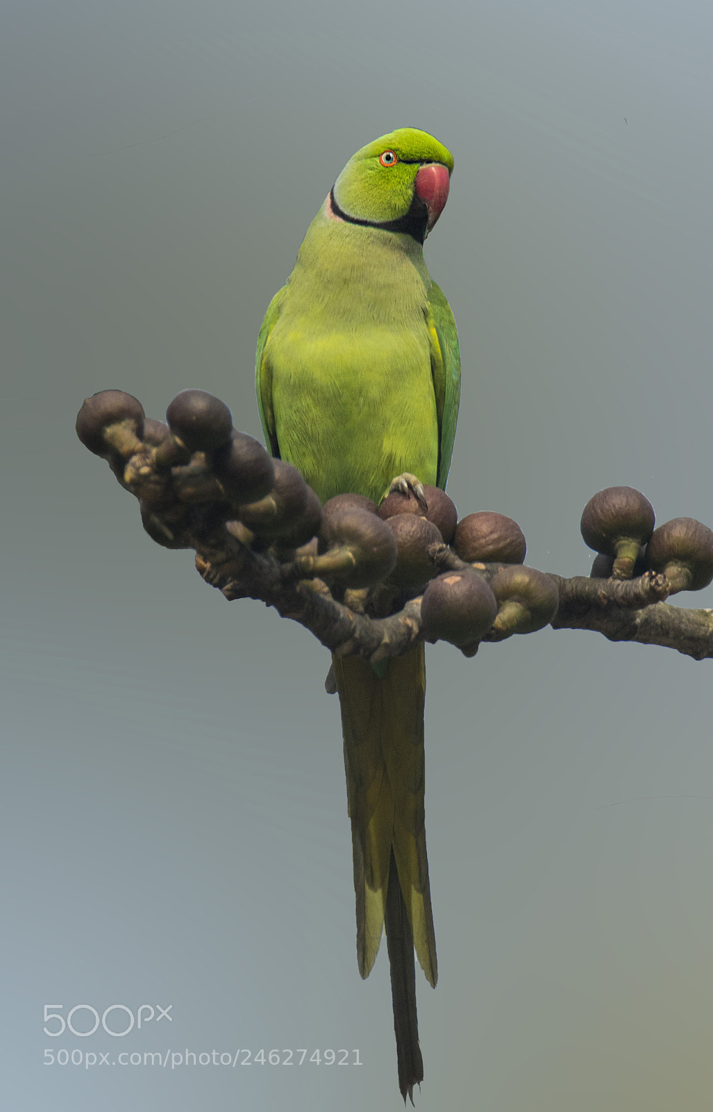 Canon EOS 77D (EOS 9000D / EOS 770D) sample photo. Rose ringed parakeet photography