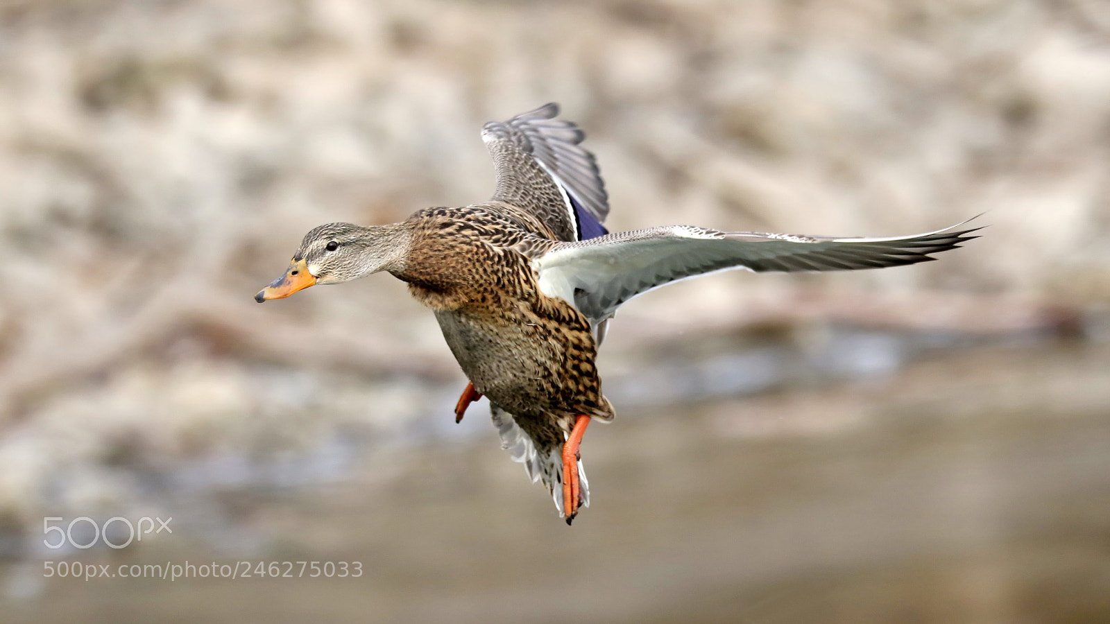 Canon EOS 7D Mark II sample photo. Female mallard duck photography