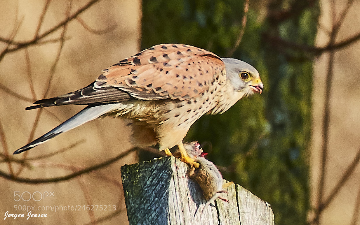Nikon D500 sample photo. Lunch for kestrel photography