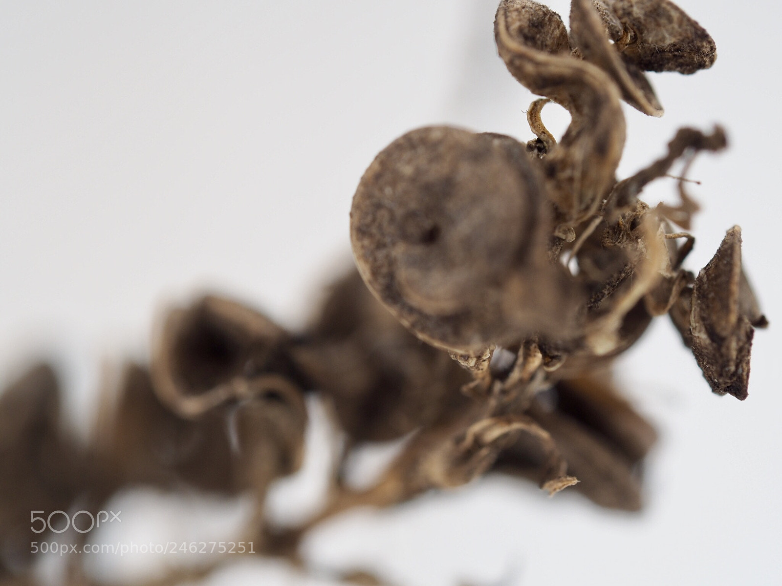 Olympus OM-D E-M10 II sample photo. Withered plant photography