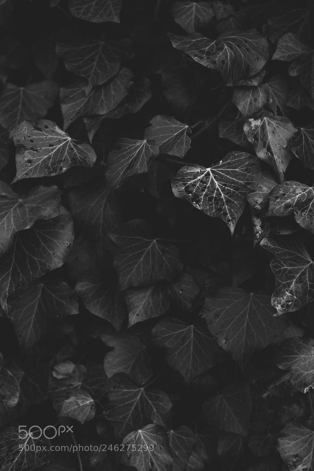 Fujifilm X-E1 sample photo. Leaf photography