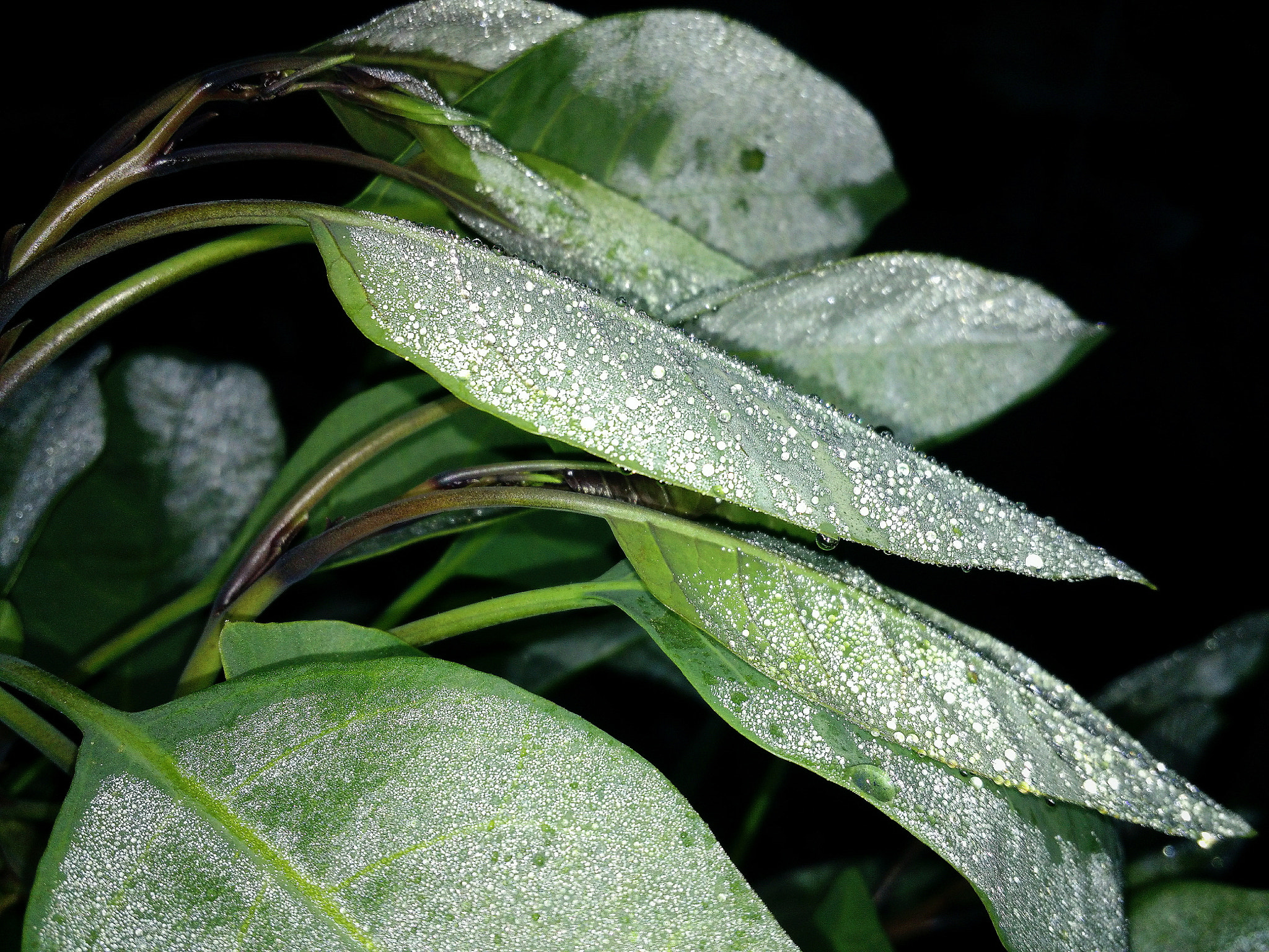 Motorola Moto X (2nd Gen) sample photo