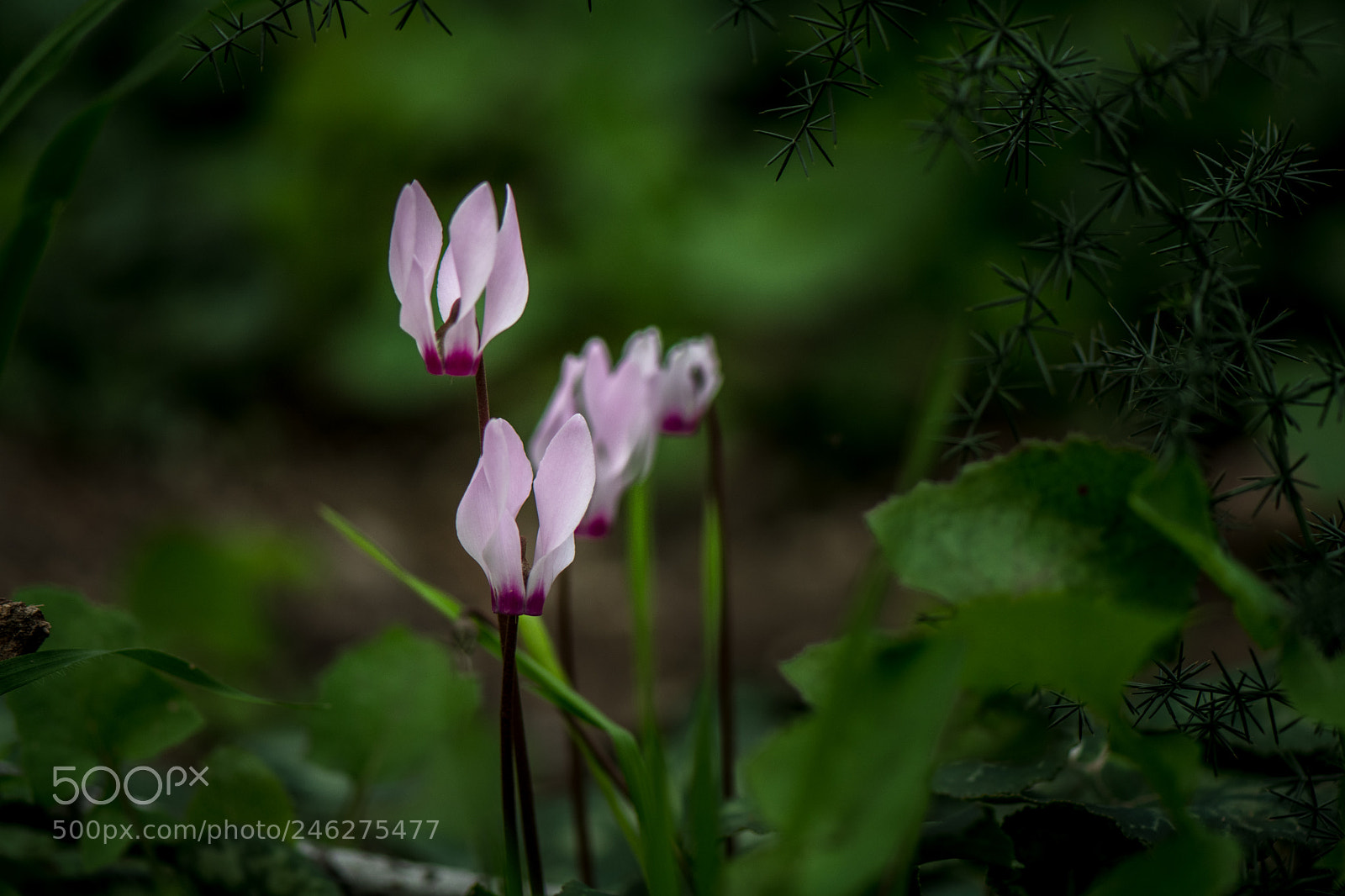Nikon D500 sample photo. Cyclamen hill photography