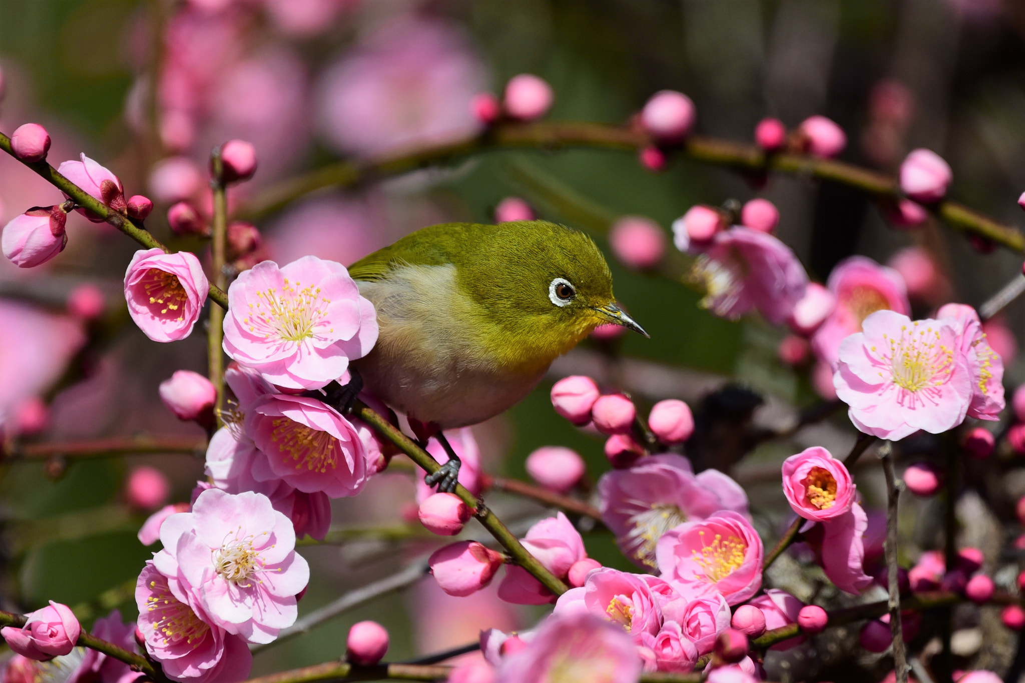 Sigma 150-600mm F5-6.3 DG OS HSM | C sample photo. White-eye & ume which means plum blossoms photography