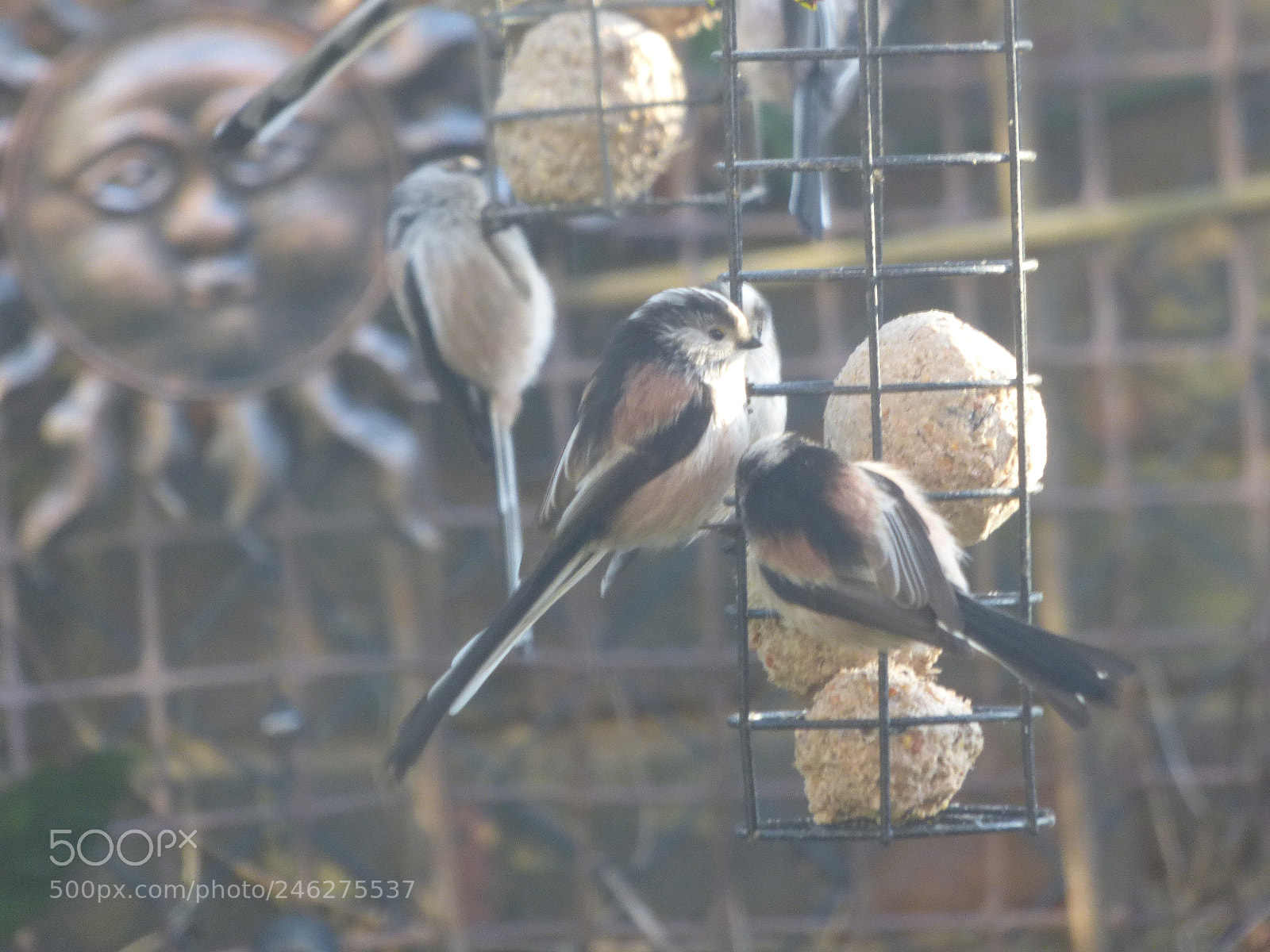 Panasonic DMC-FZ72 sample photo. Long tailed tits photography
