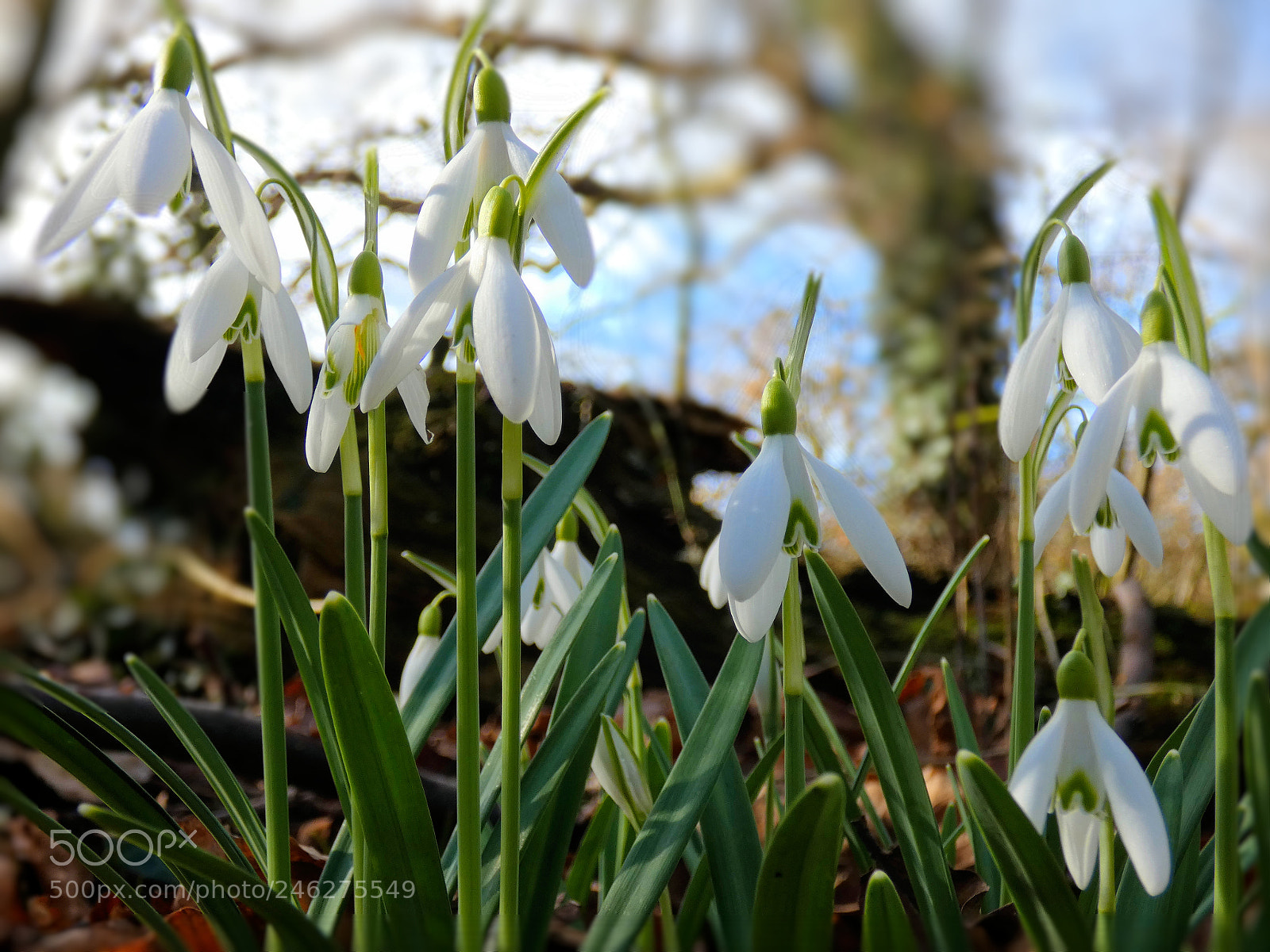 Panasonic Lumix DC-FZ80 (Lumix DC-FZ82) sample photo. Snowdrops in the wood photography