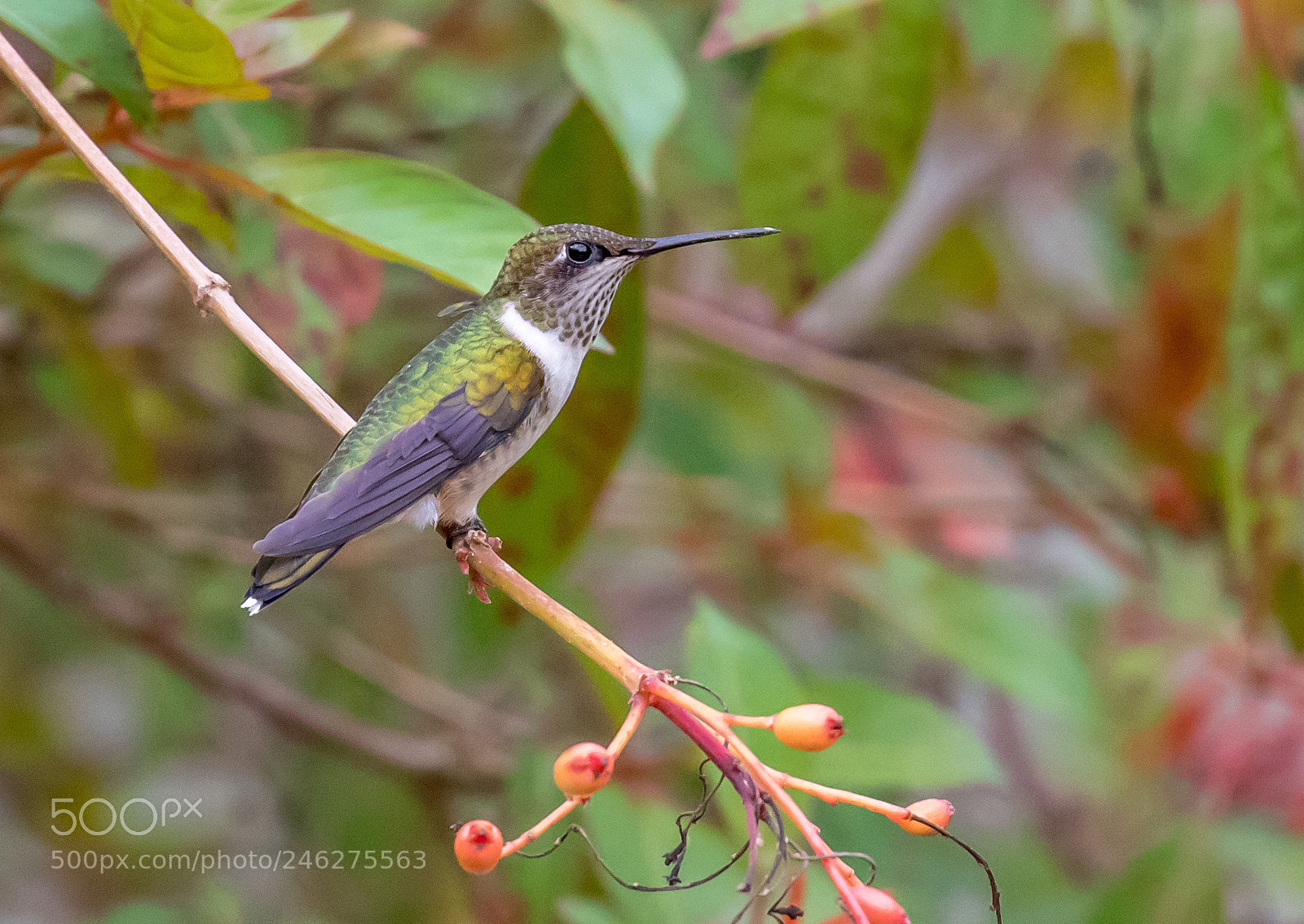 Canon EOS 7D Mark II sample photo. Hummingbird photography