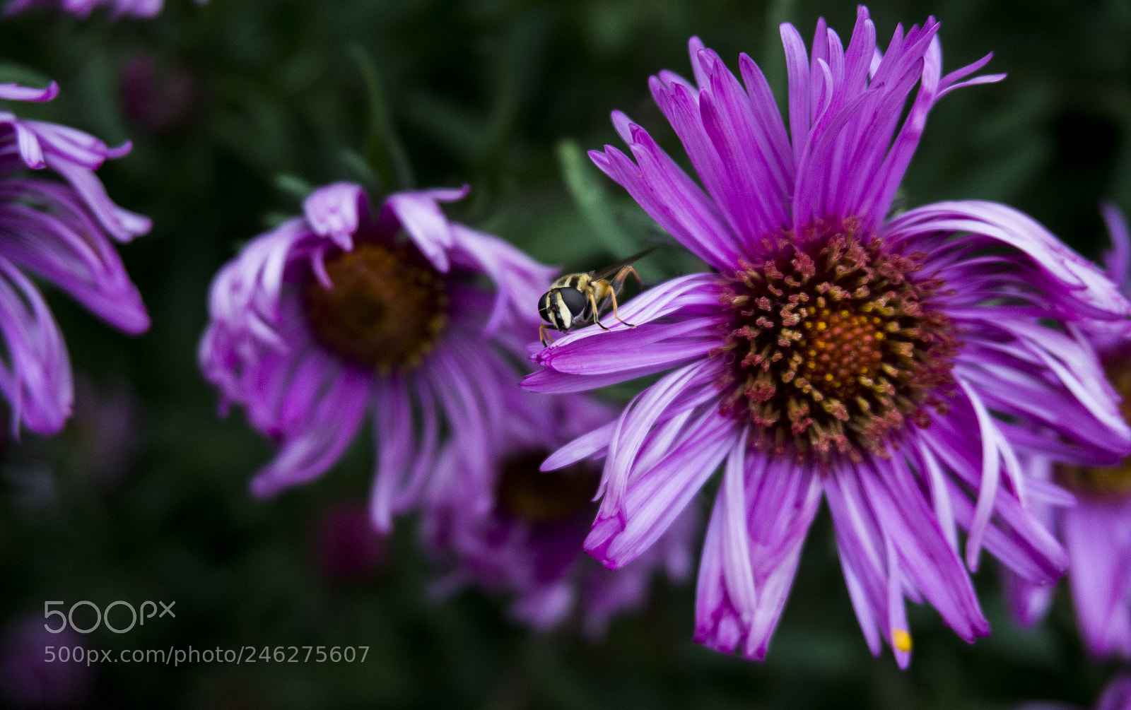 Sony Alpha a5000 (ILCE 5000) sample photo. Untitled photography