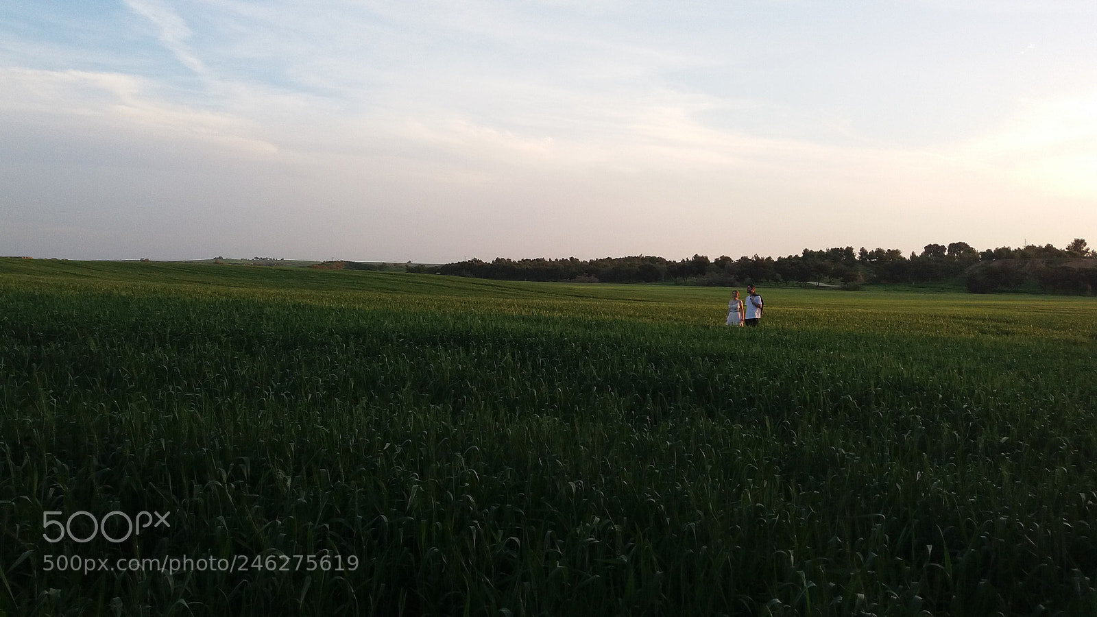 Samsung Galaxy J5 sample photo. ПШЕНИЦА photography