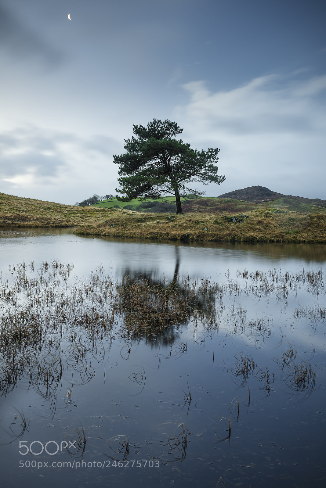 Nikon D810 sample photo. Kelly hall tarn tree photography