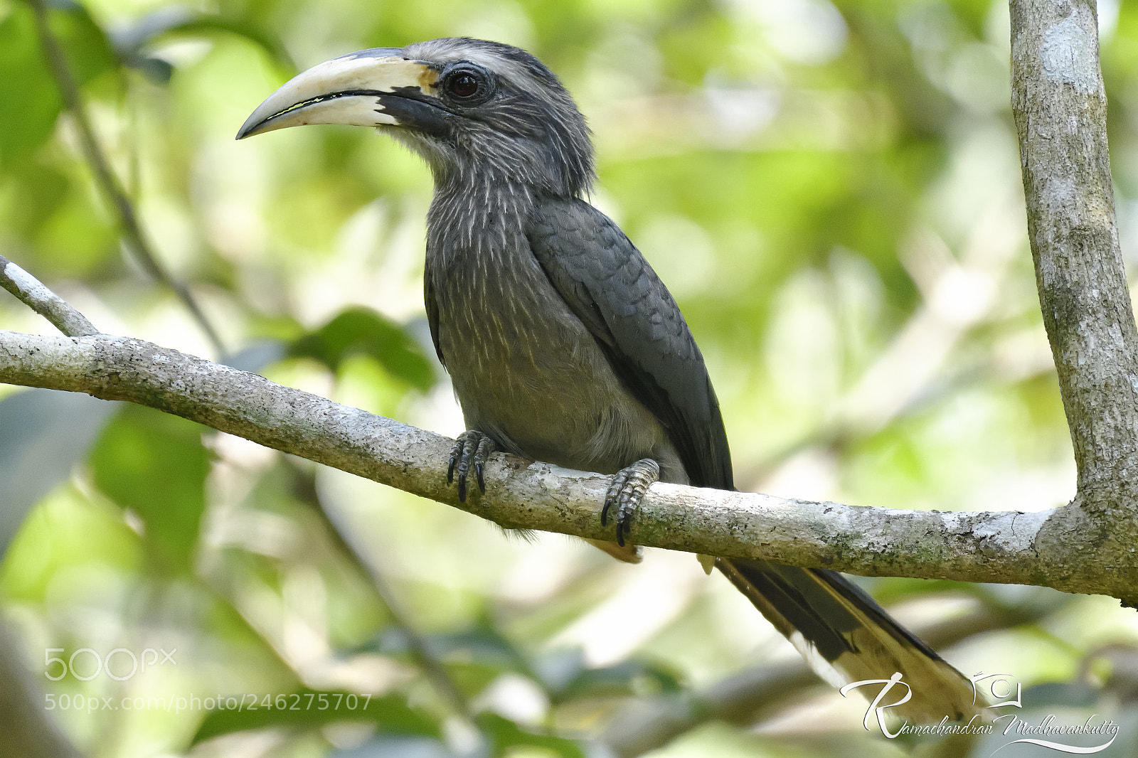 Nikon D500 sample photo. Malabar grey hornbill photography
