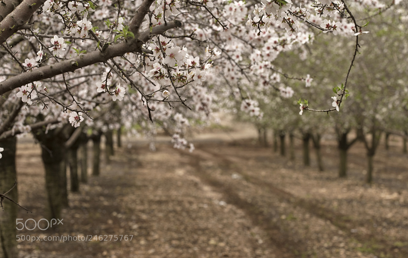 Nikon D810 sample photo. Spring of almonds photography