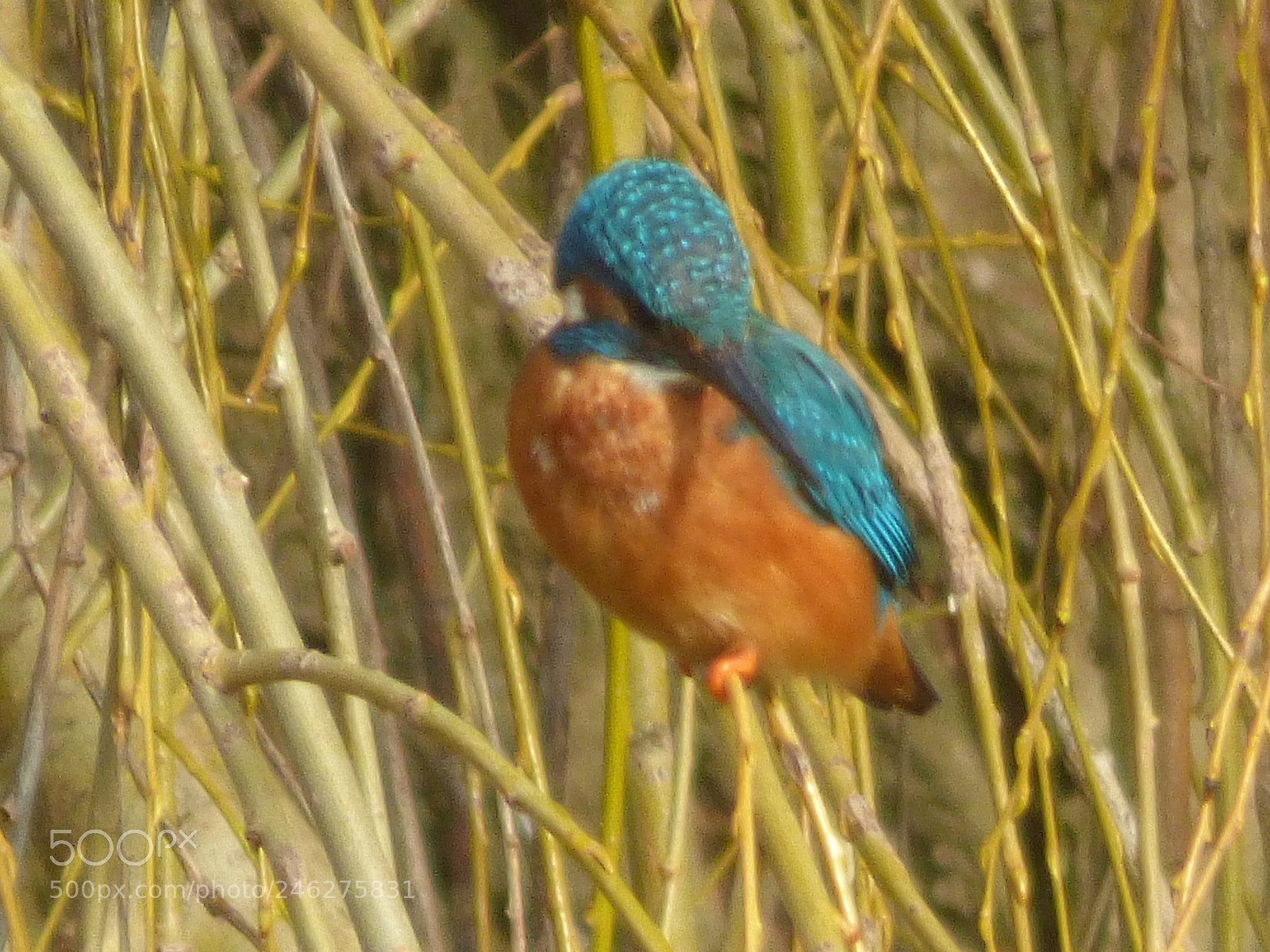 Panasonic DMC-FZ72 sample photo. Kingfisher in the willow photography