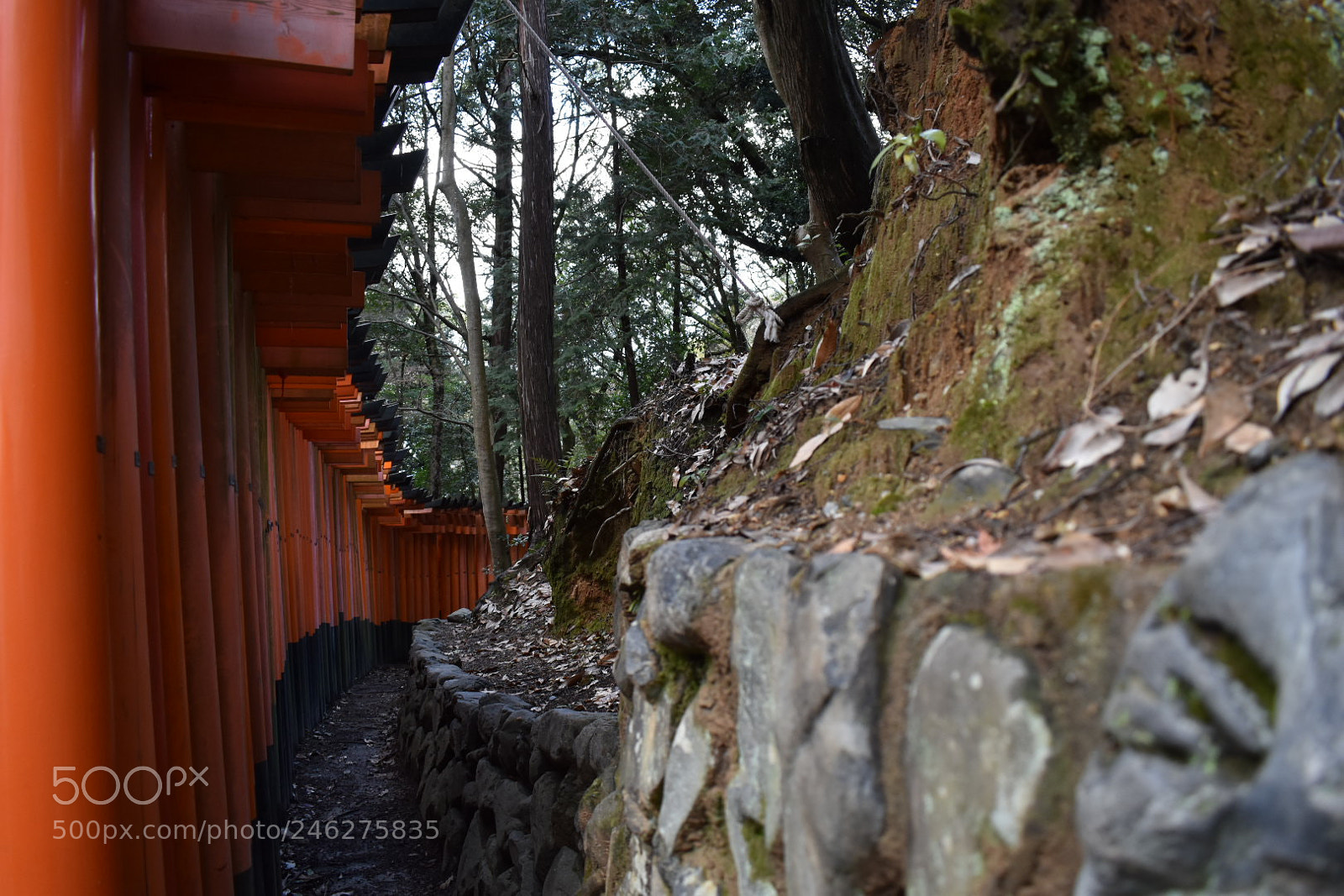 Nikon D5600 sample photo. 伏見稲荷大社 at kyoto photography